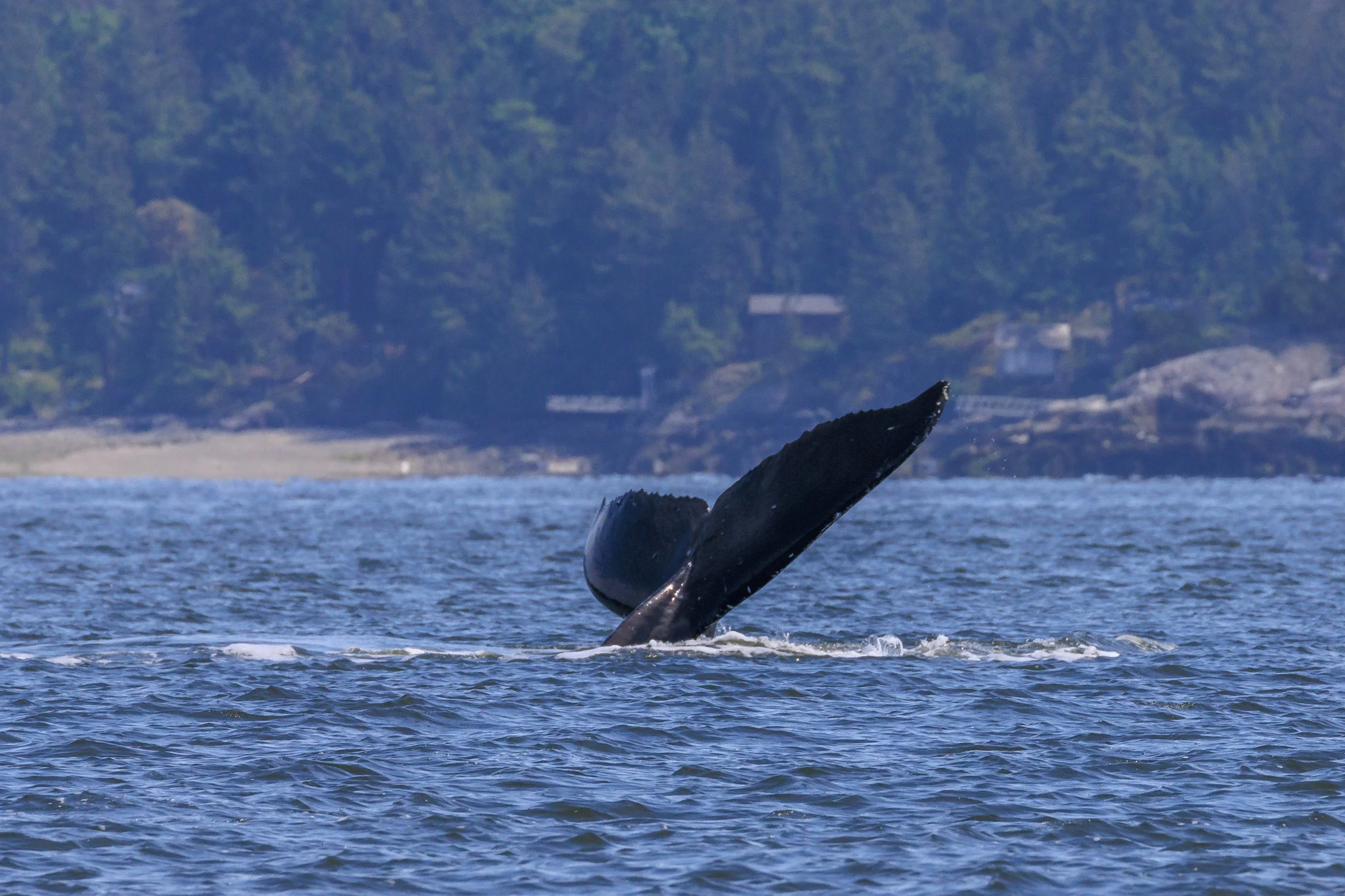 May 19, 2023 - Scuba, Schooner, and an Unknown humpback feeding away along the Mainland