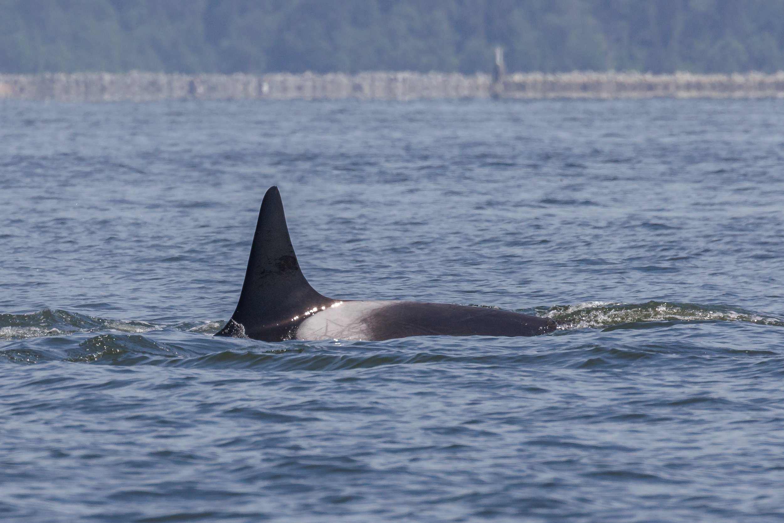 May 20, 2023 - T101's, Scuba, and Schooner