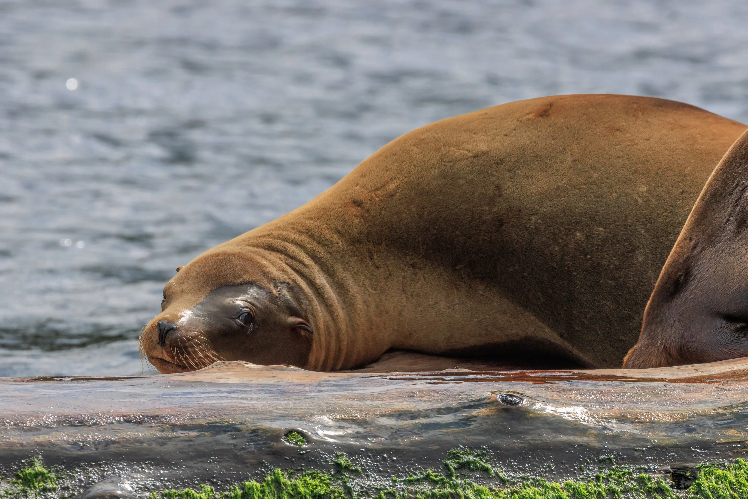 May 22, 2023 - A scenic tour around the Southern Gulf Islands