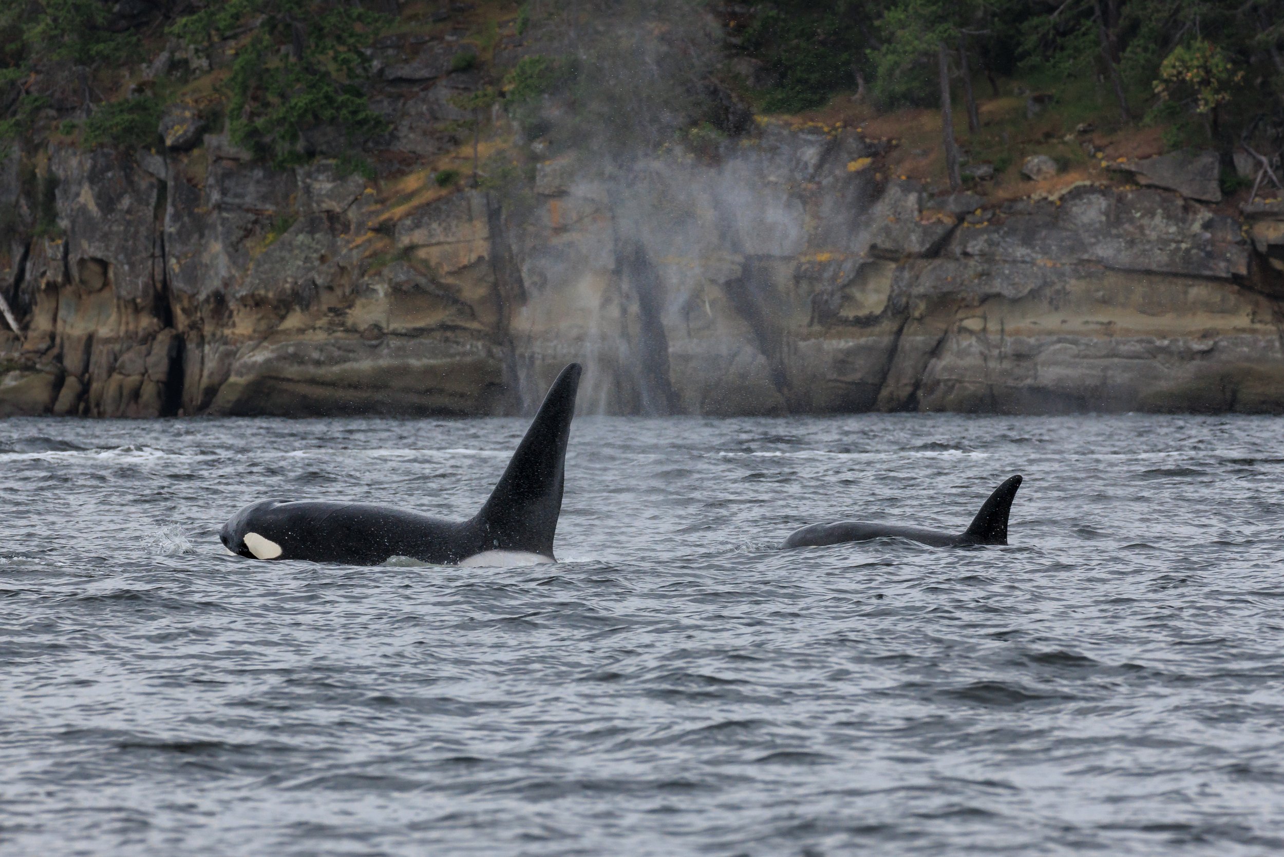 May 23, 2023 - T123s near Dodd Narrows and T137s near Sansum Narrows