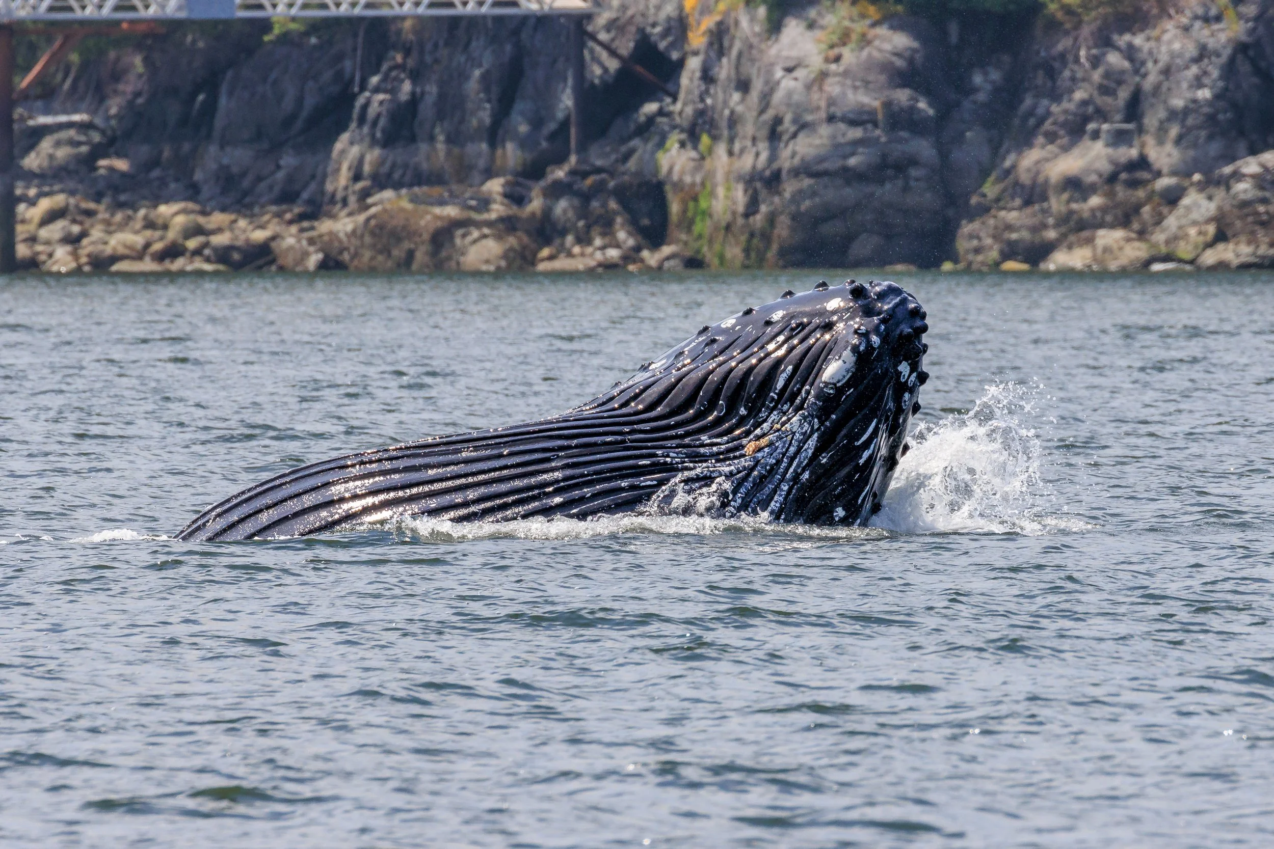 May 24, 2023 - Smiley Lunge feeding and a Mystery Whale in Howe Sound