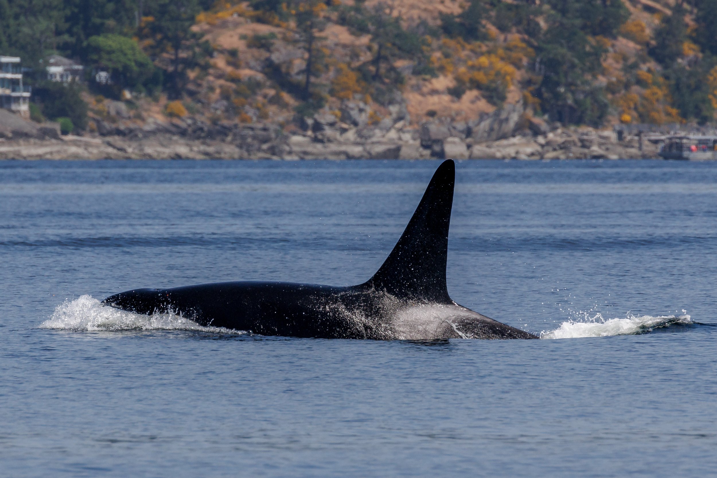 May 25, 2023 - T101s off of Crofton and 4 Humpbacks North of Entrance Island 