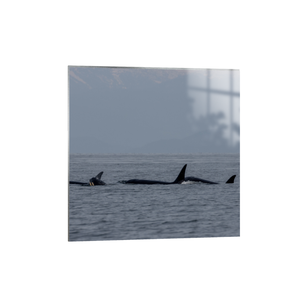 ptq_13_0_1368_0_3749_3749_0_false_ffffff_0_0_.png