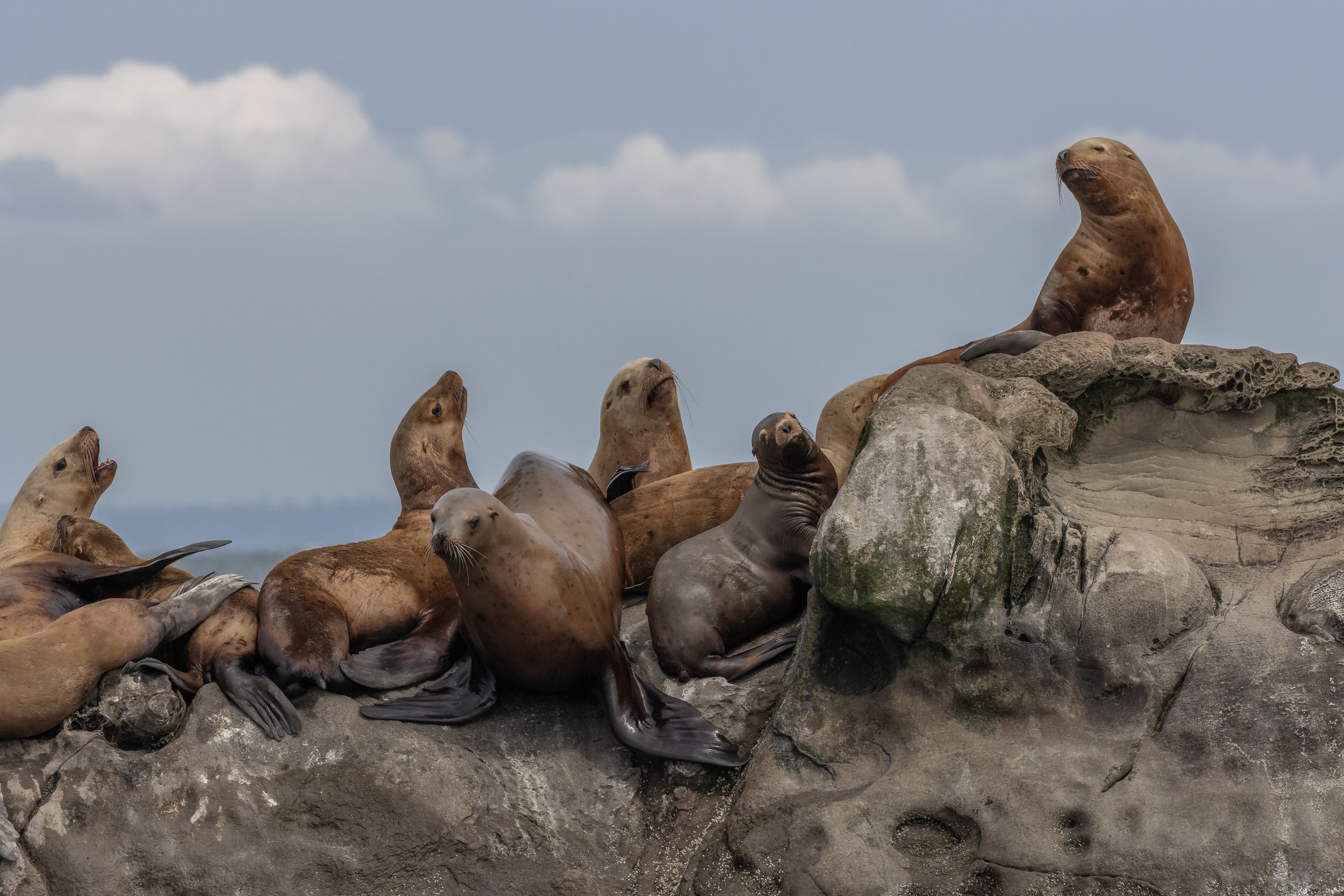 May 1, 2023 - Seals and Eagles and Sea Lions, oh my!
