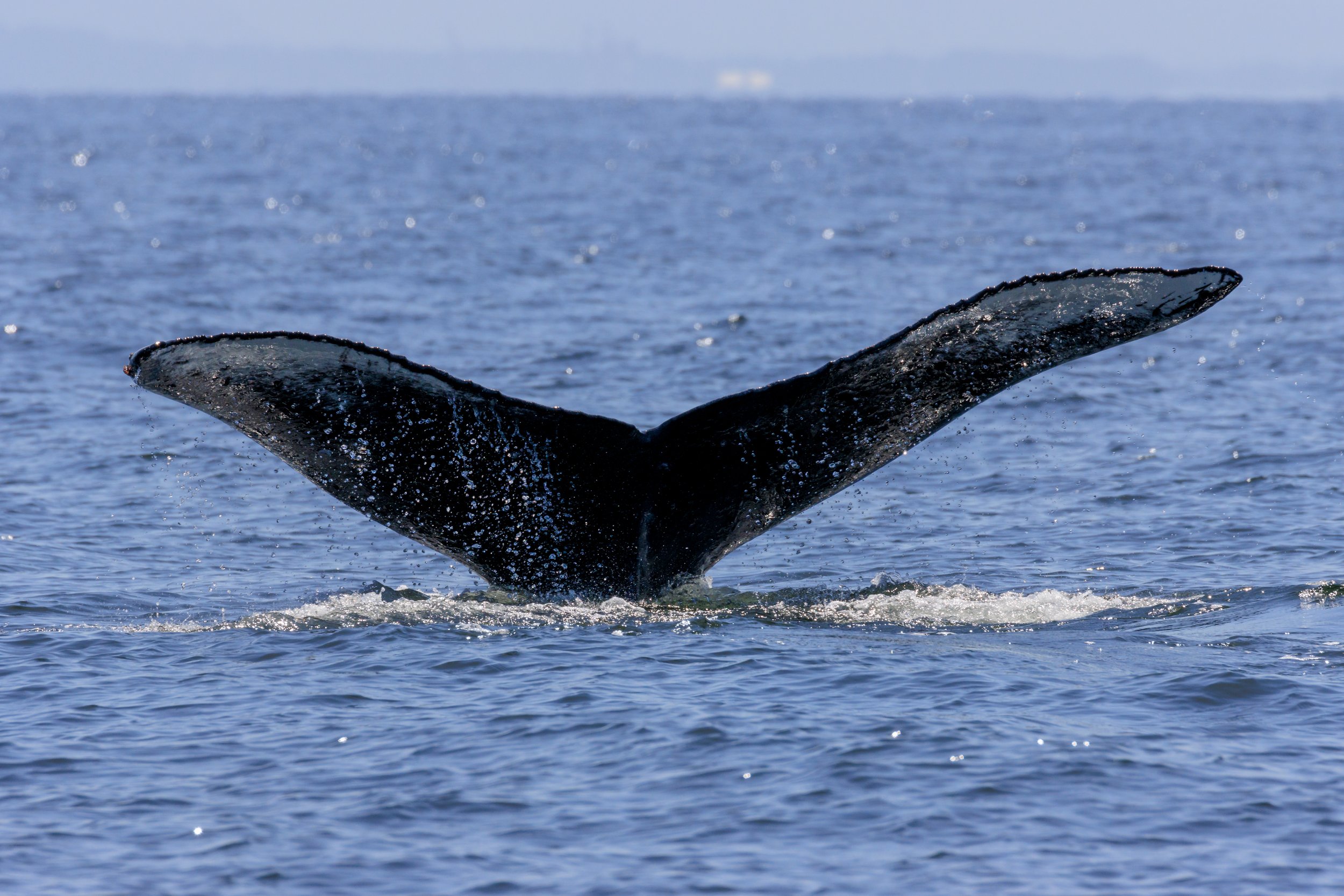 May 28, 2023 - T101s and a healthy dose of Humpback Soup