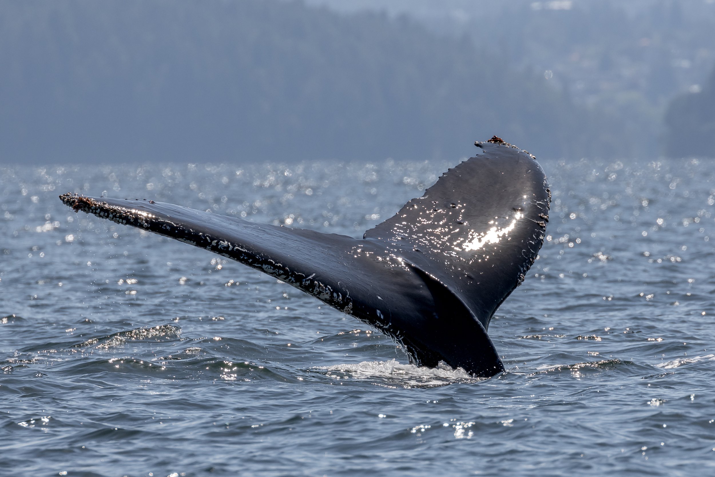 May 29, 2023 - A day with the Gentle Giants of the Pacific Northwest