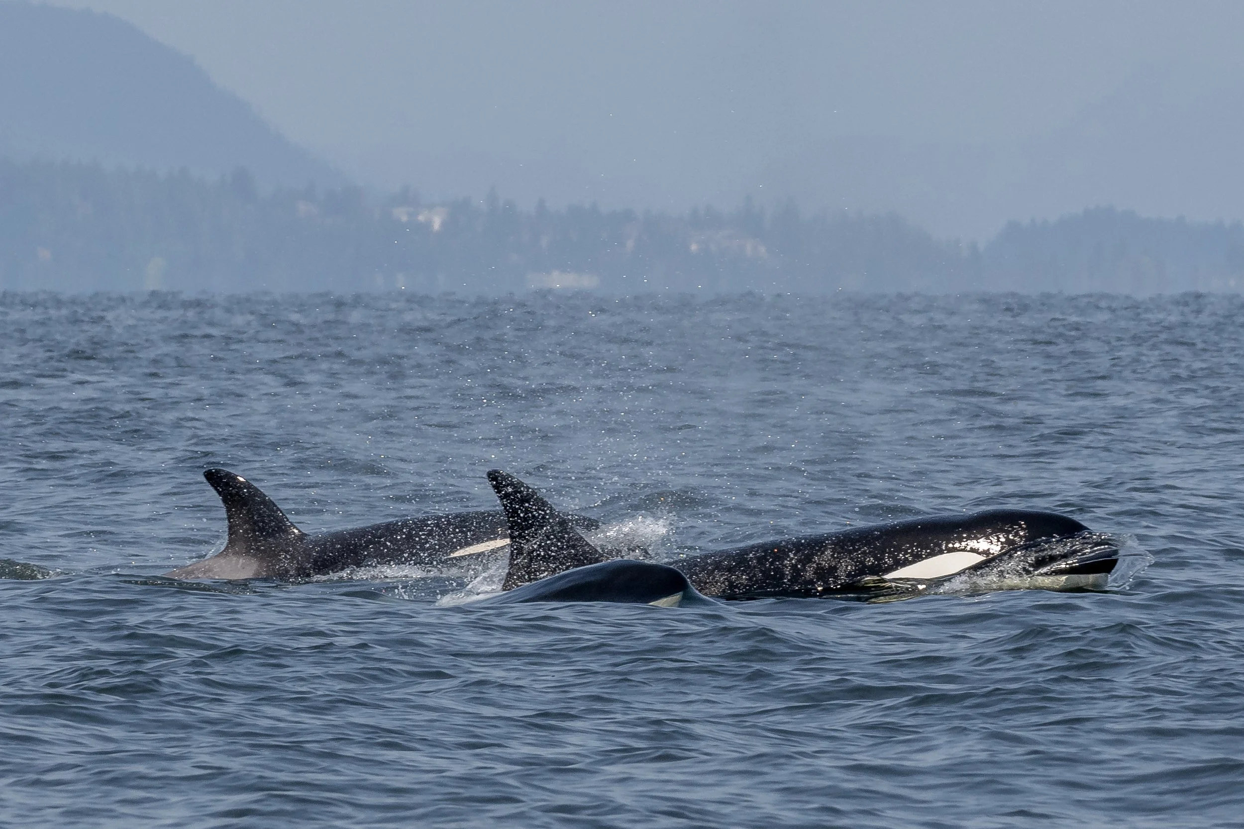 May 30, 2023 - T-party in the Strait!