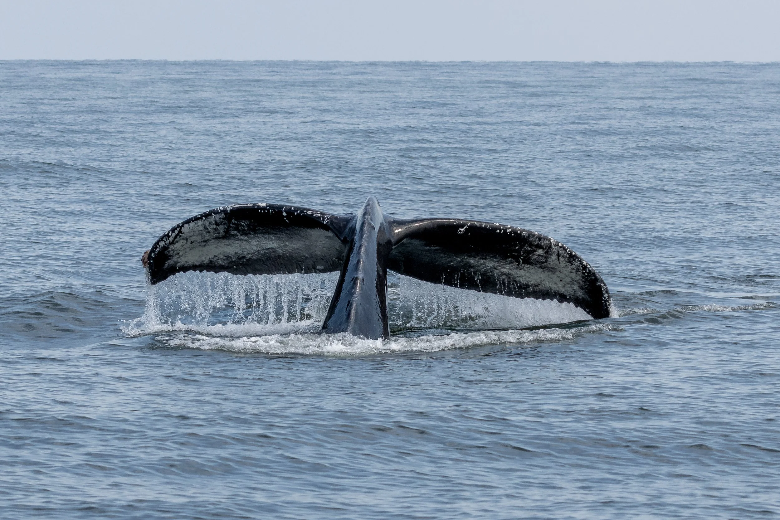 May 31, 2023 - Humpback Soup!