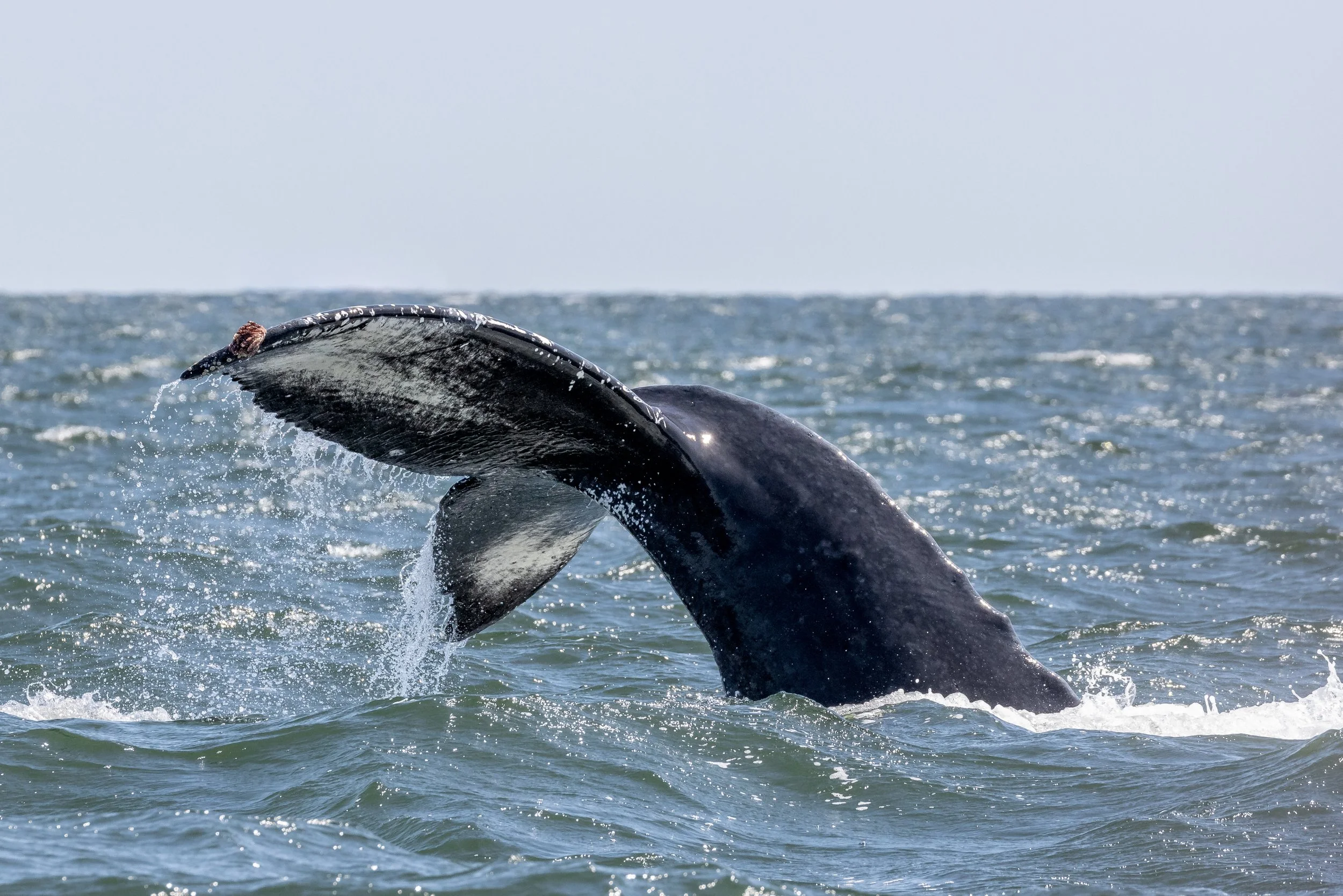 June 2, 2023 - Kelpie and Ghost's 2021 calf