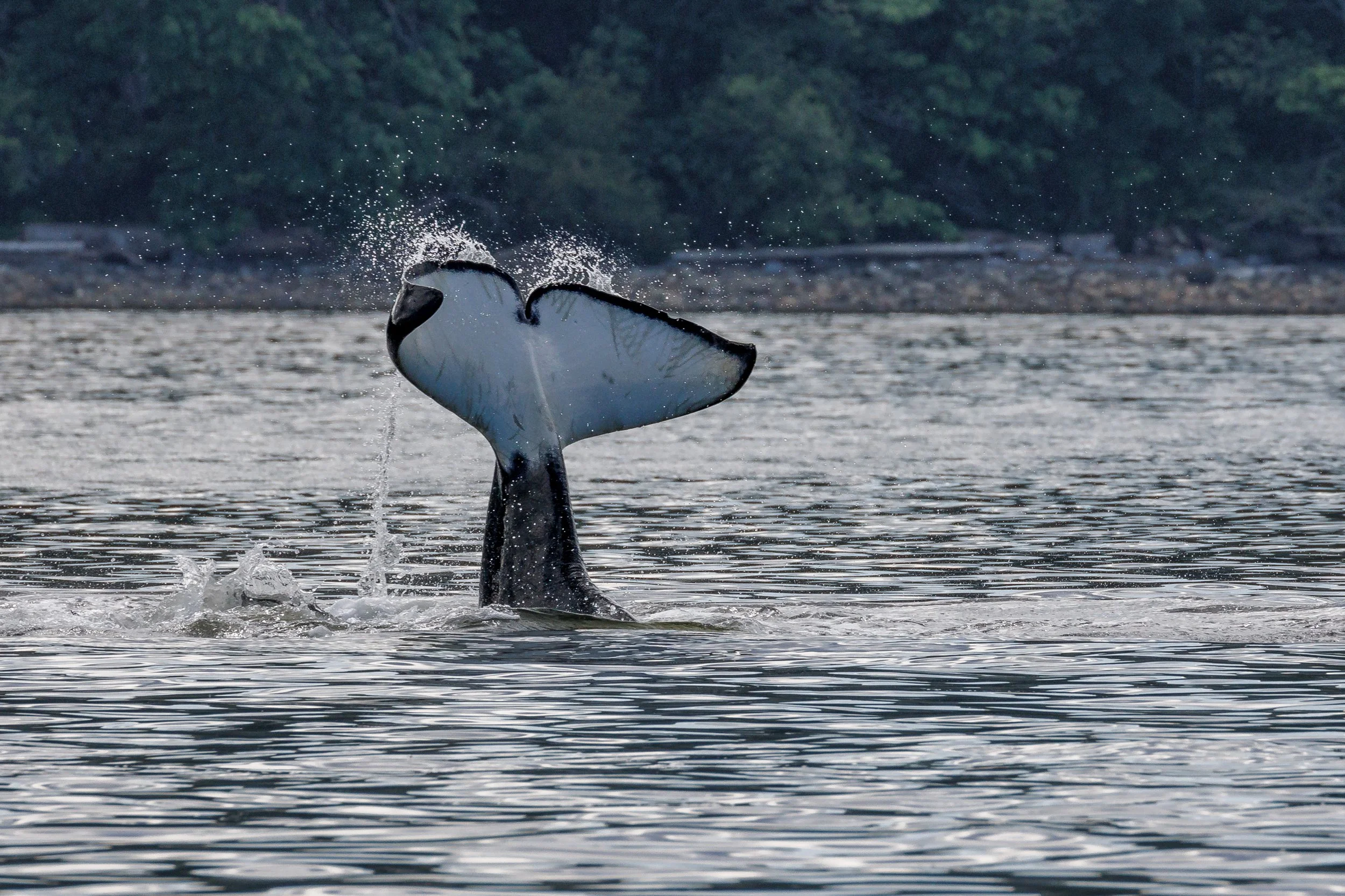 June 3, 2023, 3:30 PM - T101s in the Ladysmith Harbour