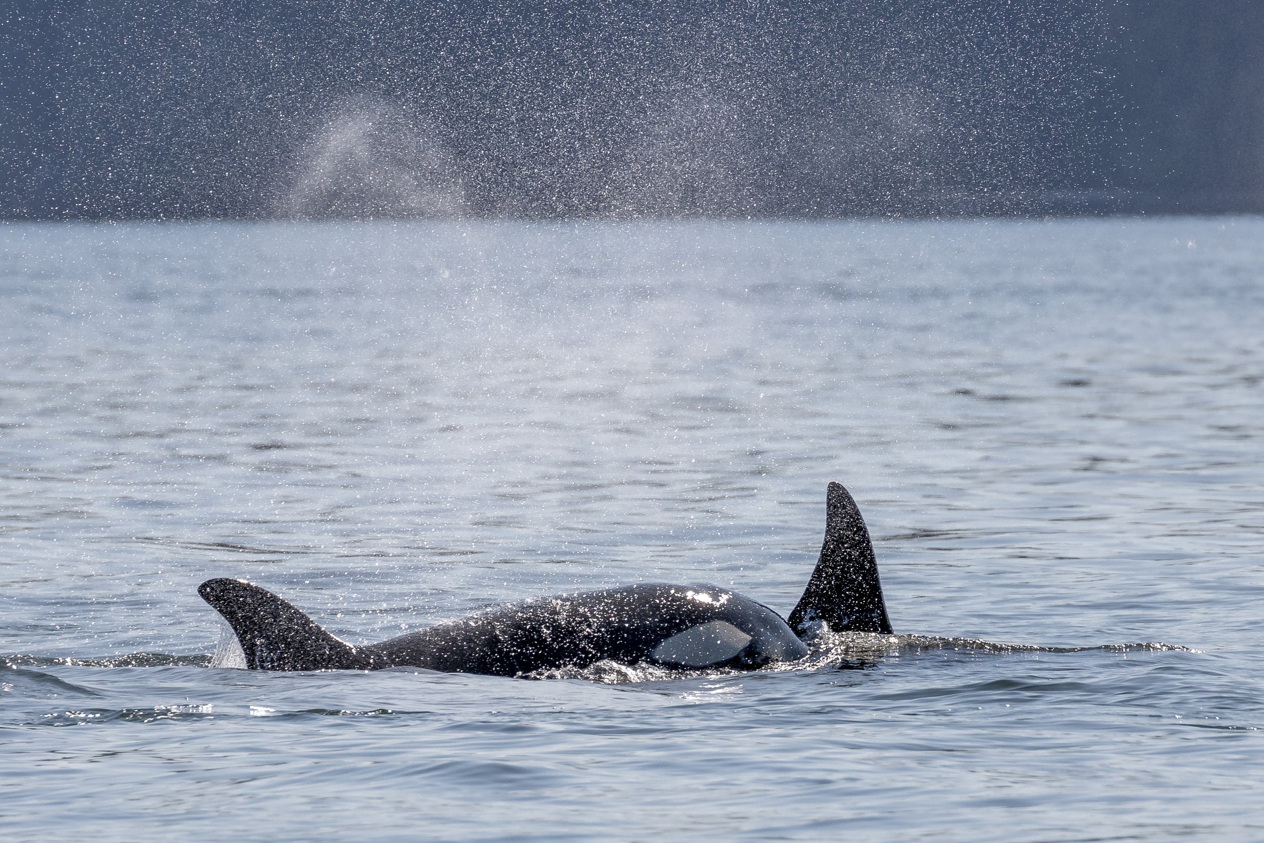 June 4, 2023 - T023s in the Southern Gulf Islands