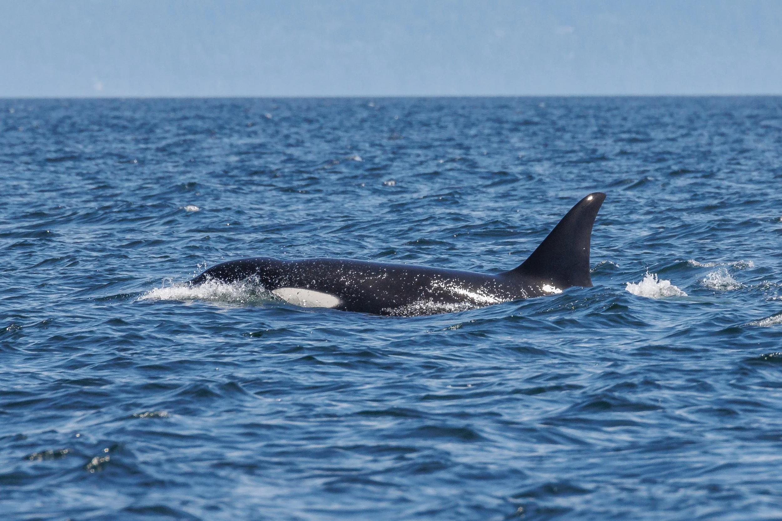 June 7, 2023, 10:30 AM - A trip with the multigenerational family, the T023s. 