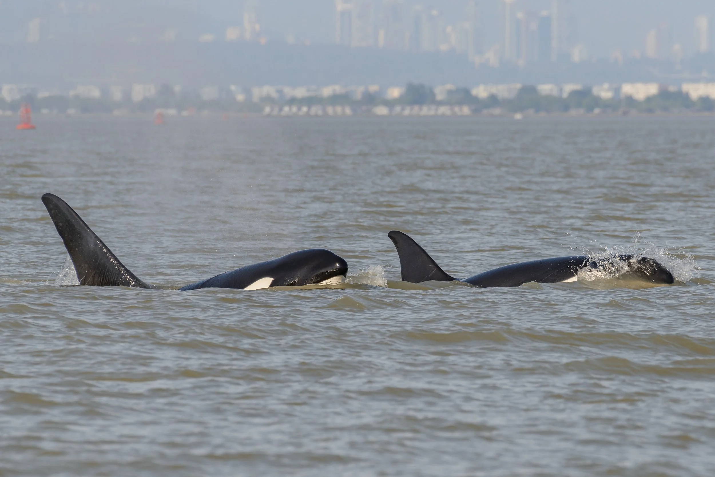 June 8, 2023, 3:30 PM - The T123s cruising by the BC coastline