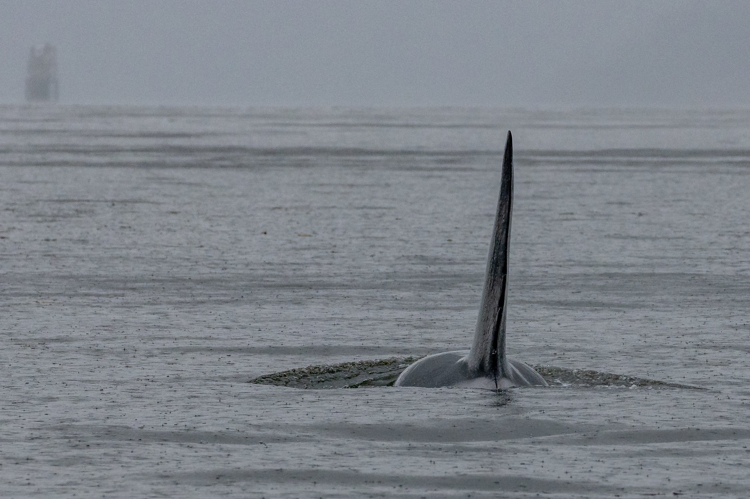 June 10, 2023, 10:30 AM - T046Cs spending time in Stuart Channel