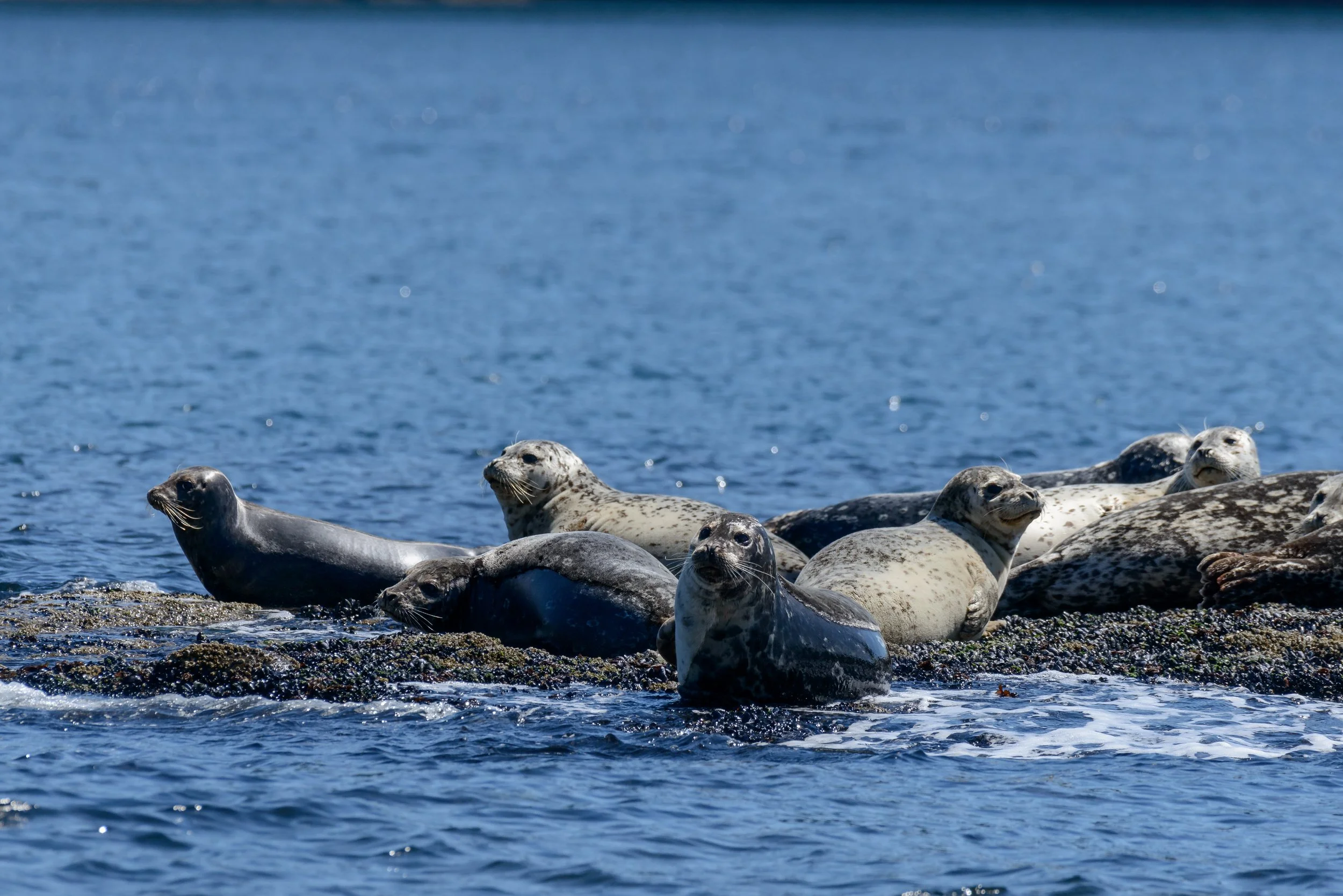 June 11, 2023 - An Adventure through the Gulf Islands! 