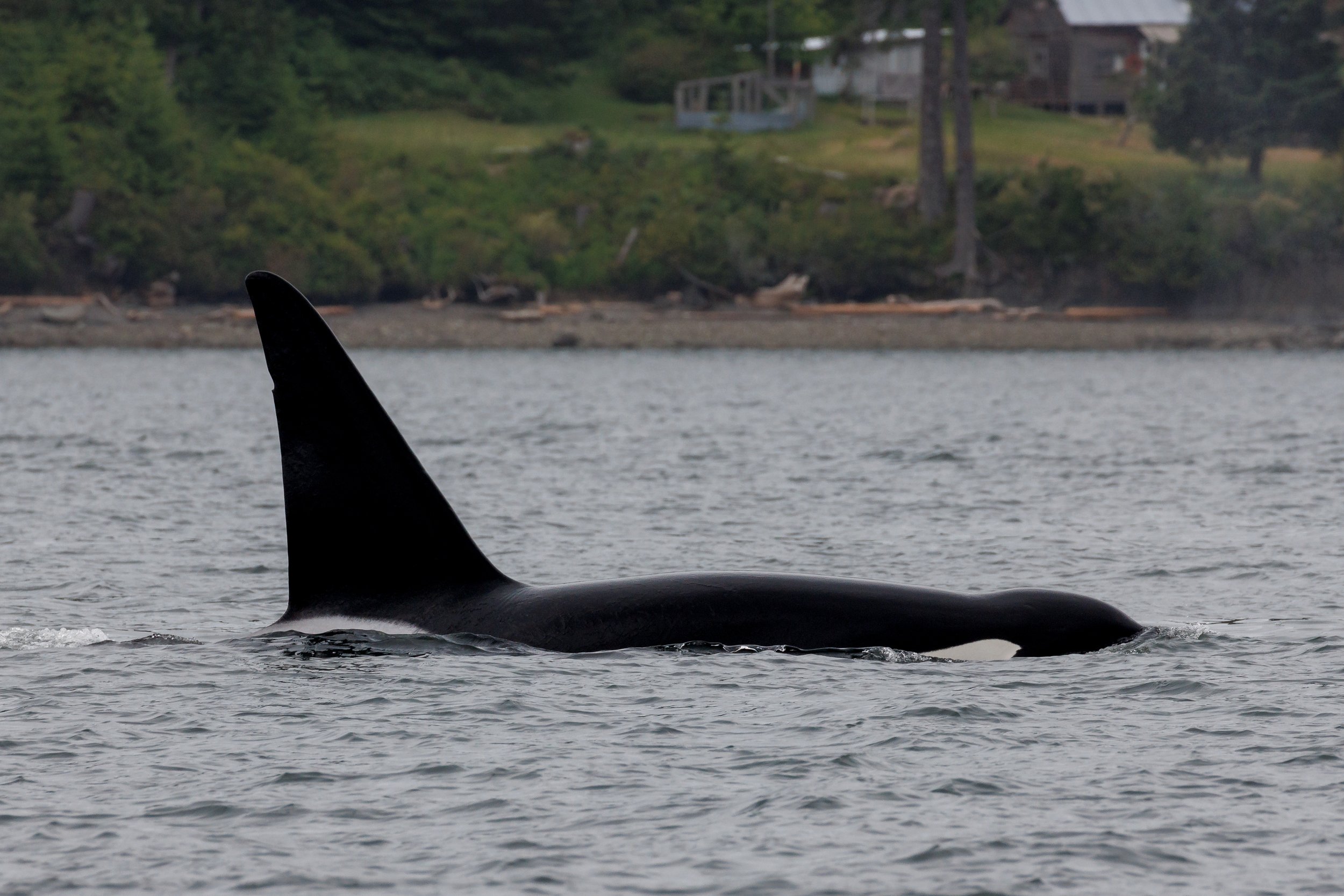June 13, 2023, 10:30 AM - T Party off Saturna!