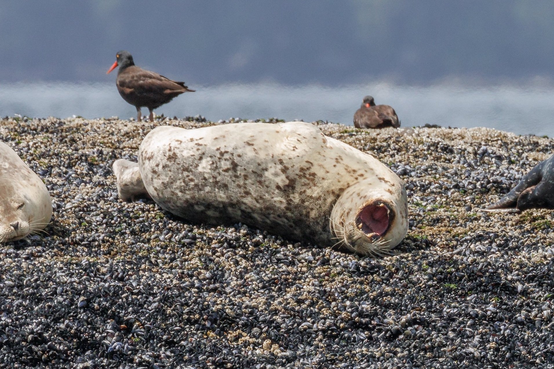 June 14th, 2023, 10:30 AM - Fin-footed mammals and Birds of Prey in the Gulf Islands