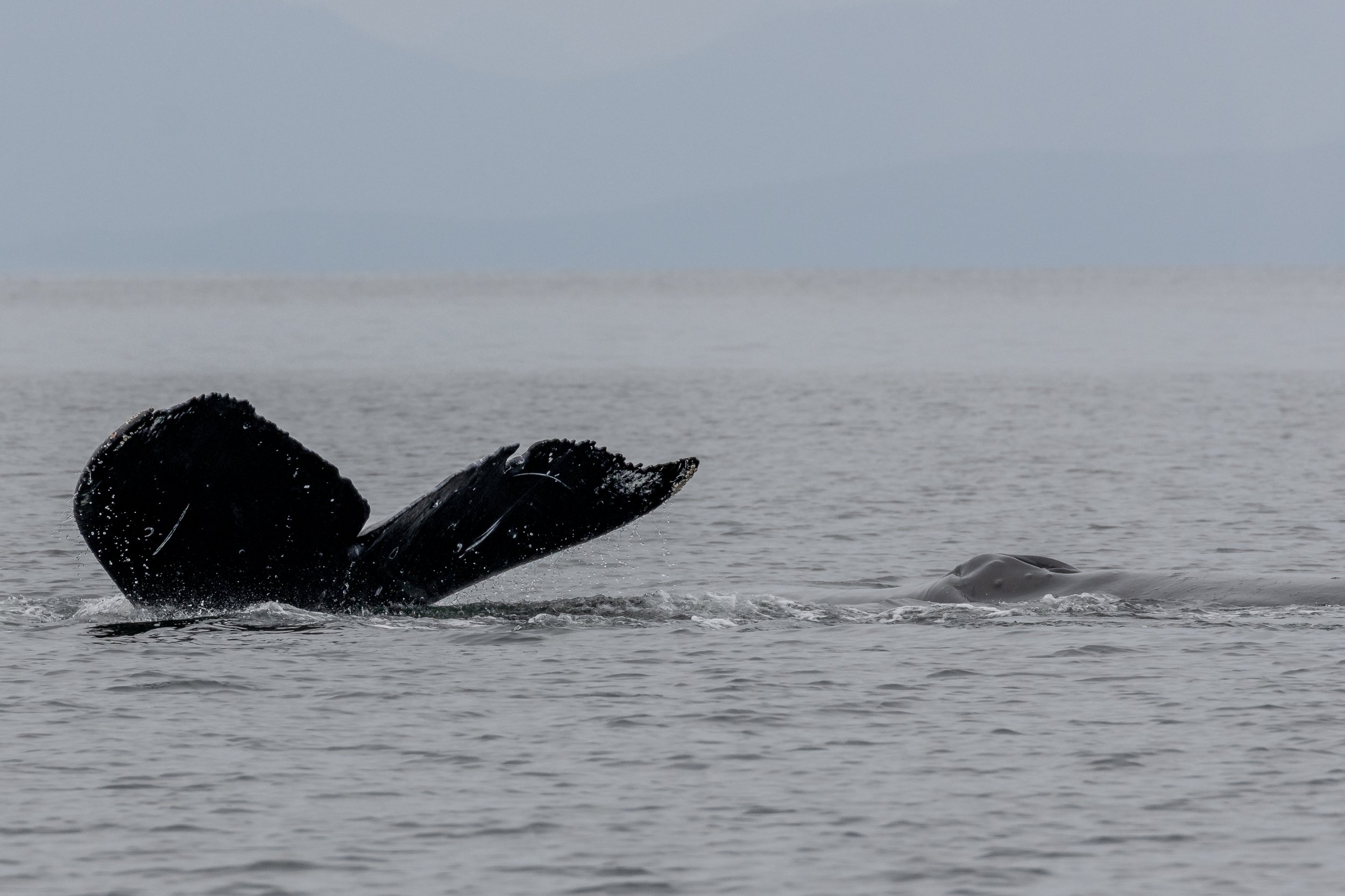 June 15, 2023, 3:30 PM - T-party with a side of Humpbacks