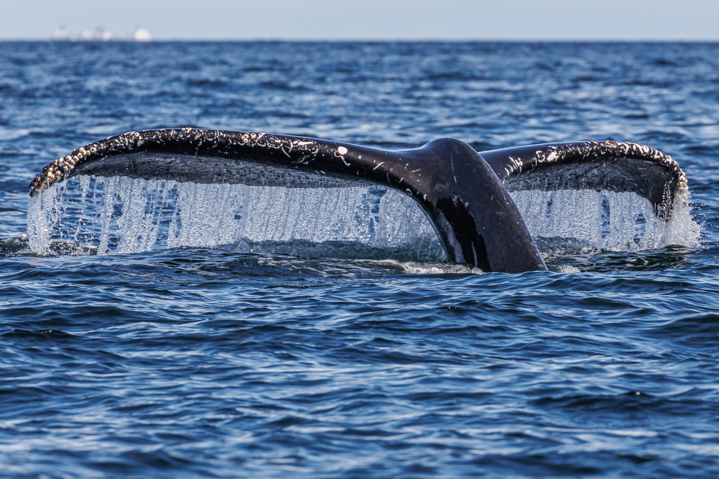 June 16, 2023, 3:30 PM - A fan-favourite Humpback and their friend