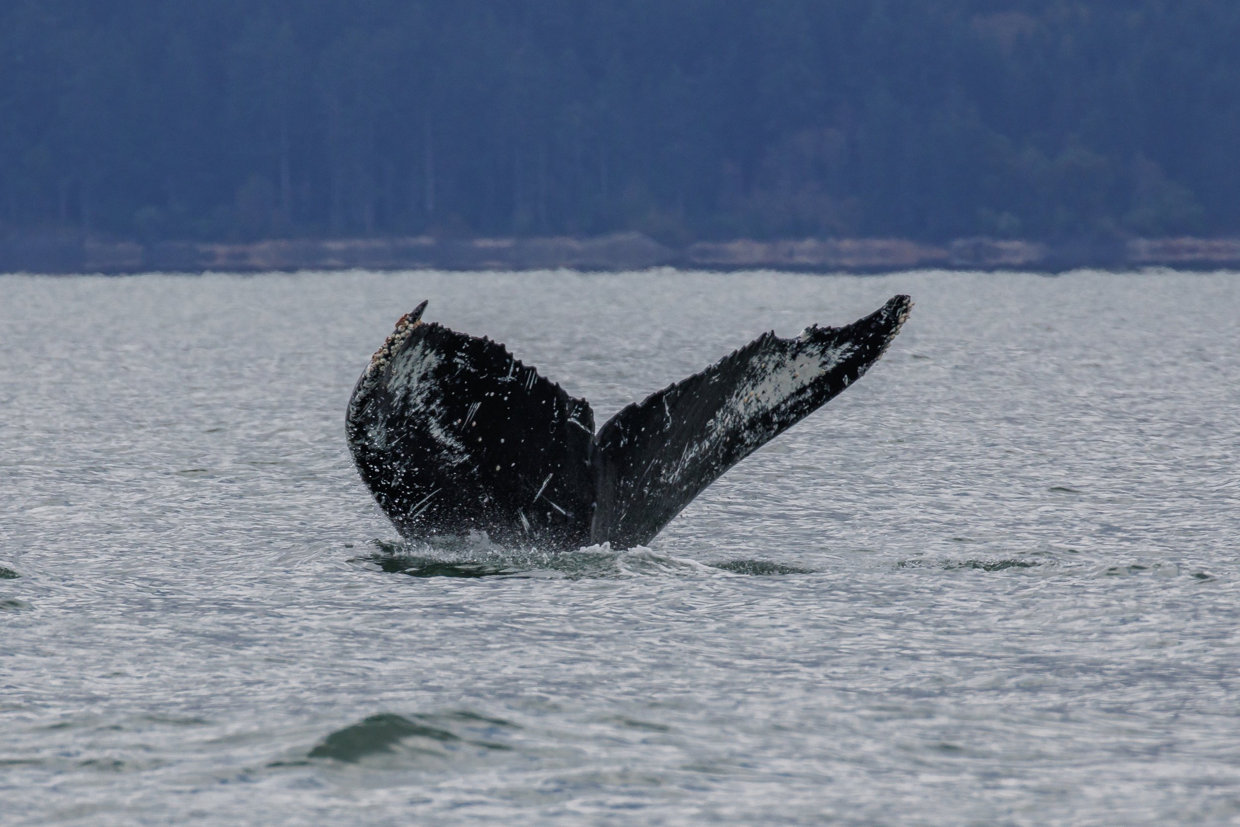 June 18, 2023, 10:30 AM - Humpback whales Windy and Fader