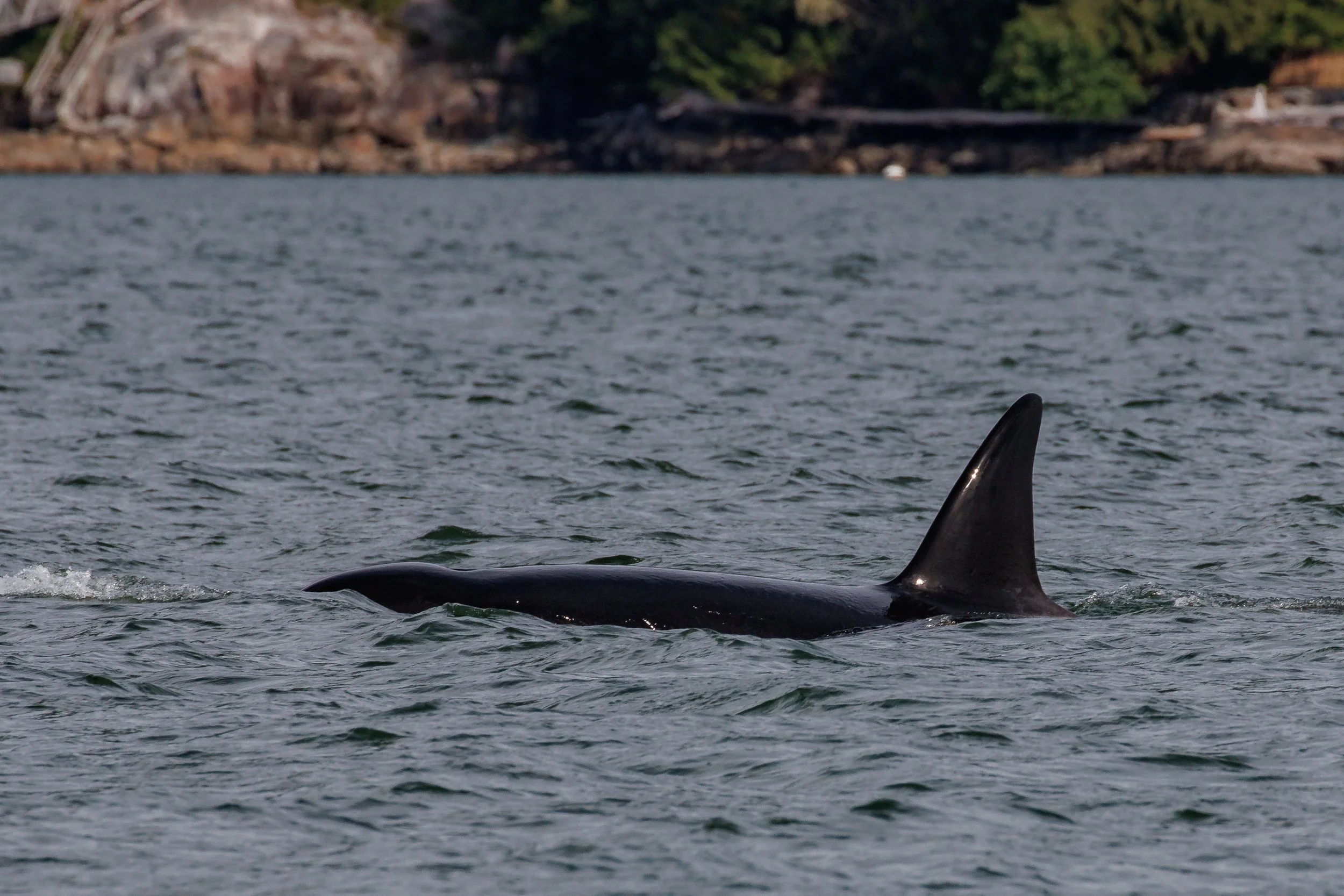 June 17, 2023 - T100Bs off Batchelor Cove