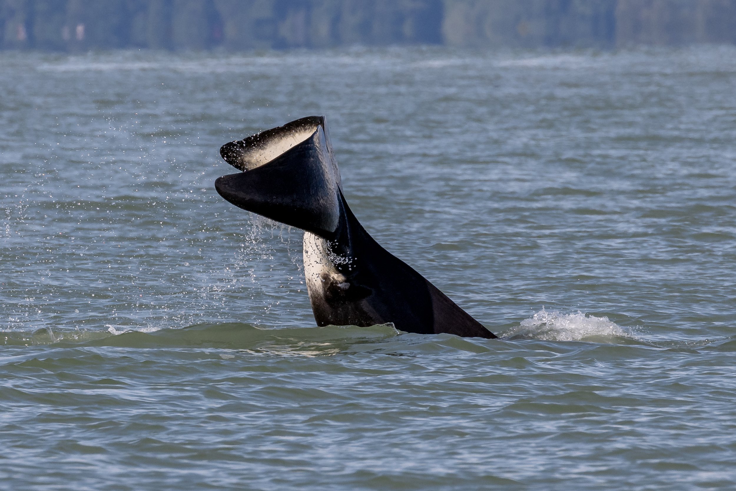 June 18, 2023, 3:30 PM - A hunt with the T137s and Poptart the Humpback with a surprise addition