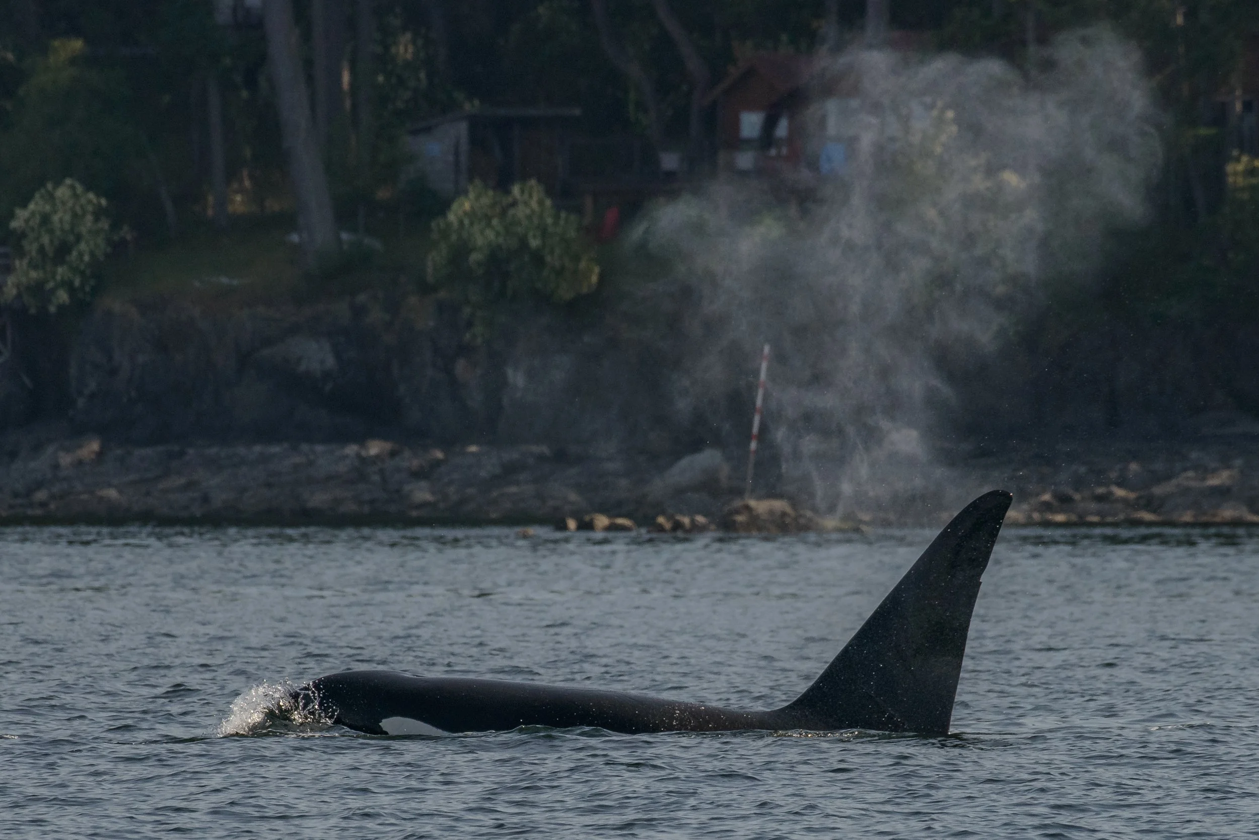 June 24, 2023 - Orca all day long! 