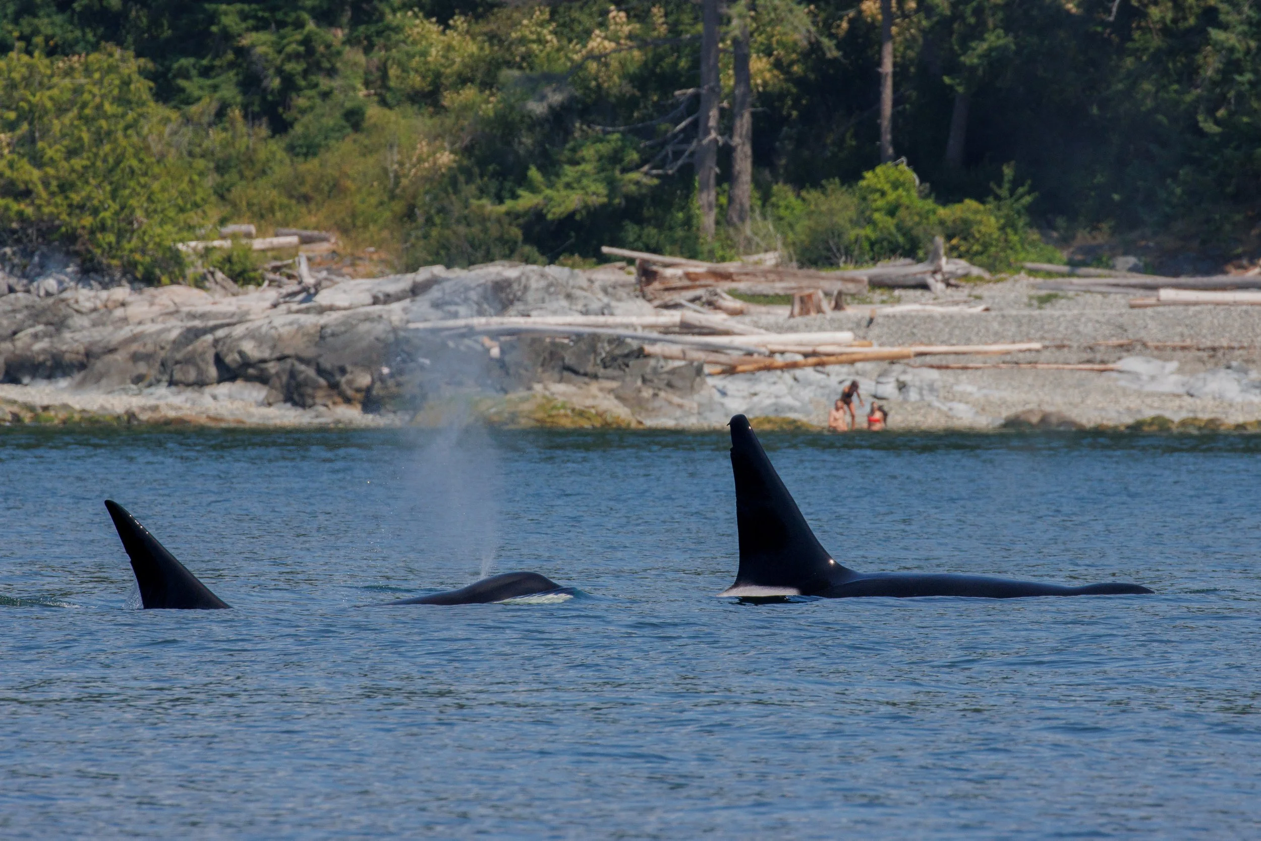 June 25, 2023, 10:30 AM - Windy the Humpback, and Cooper and Harbeson near the Sunshine Coast
