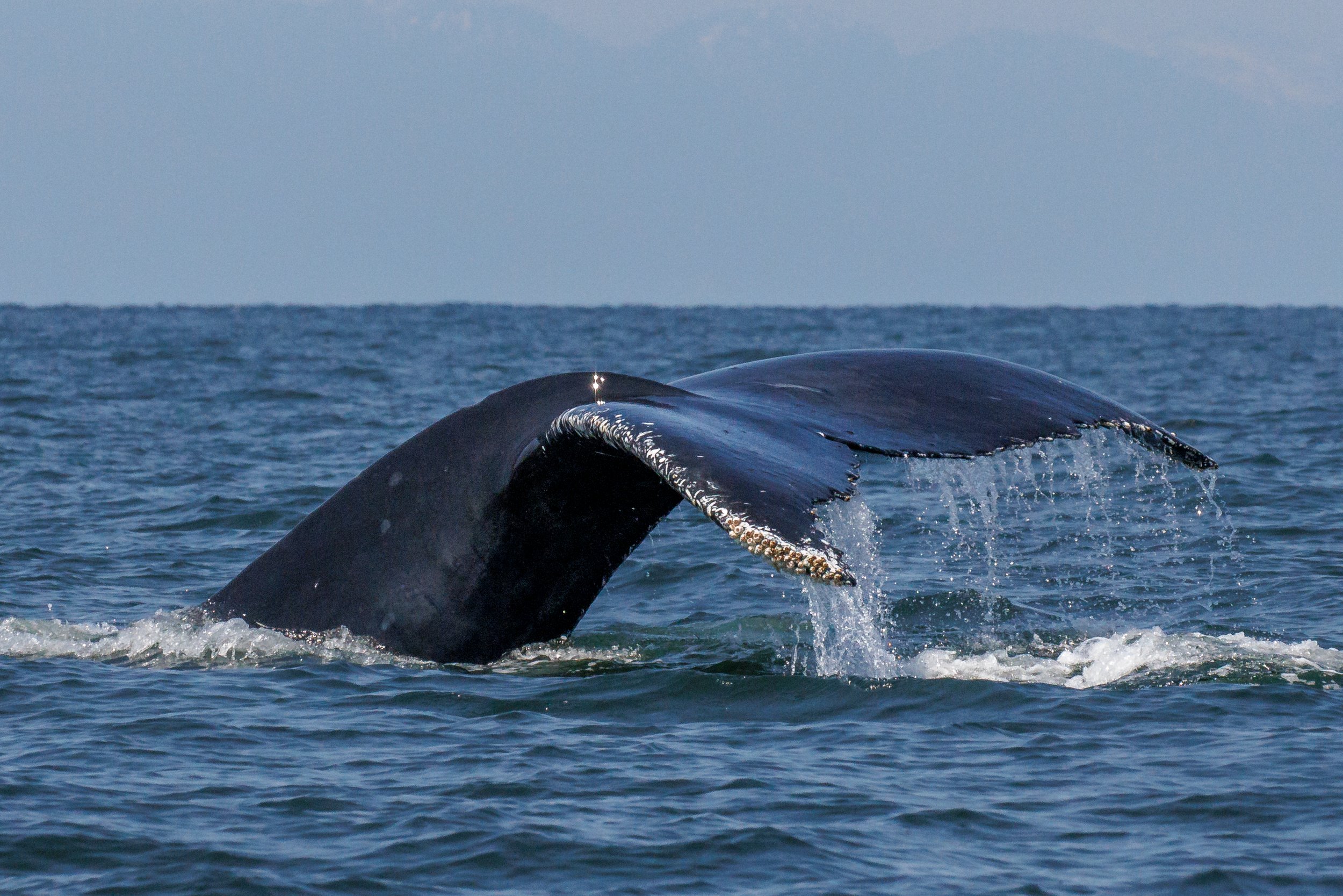 June 26, 2023 - Windy and Tempest the Humpbacks