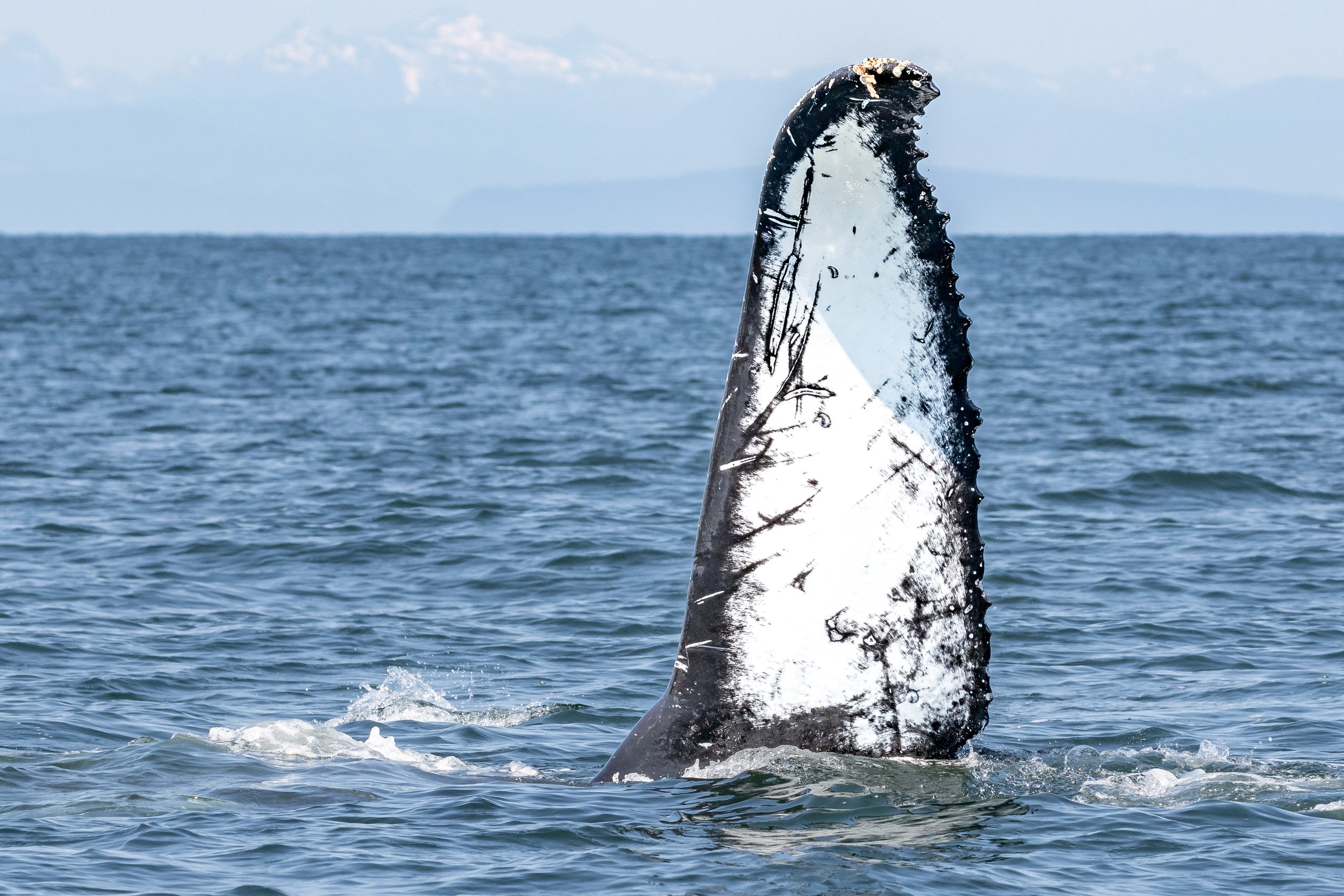      June 27, 2023, 10:30 AM - Humpback Party in the Strait!