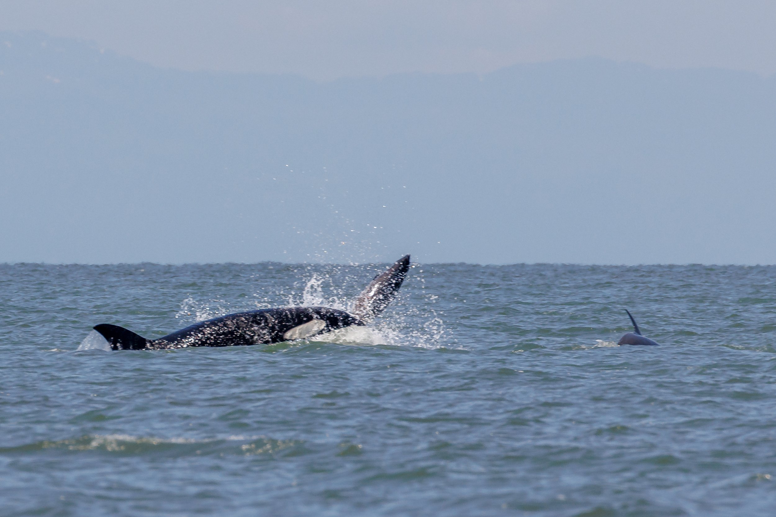 June 28, 2023, 10:30 AM - Hunting Machines! The T099s off Vancouver