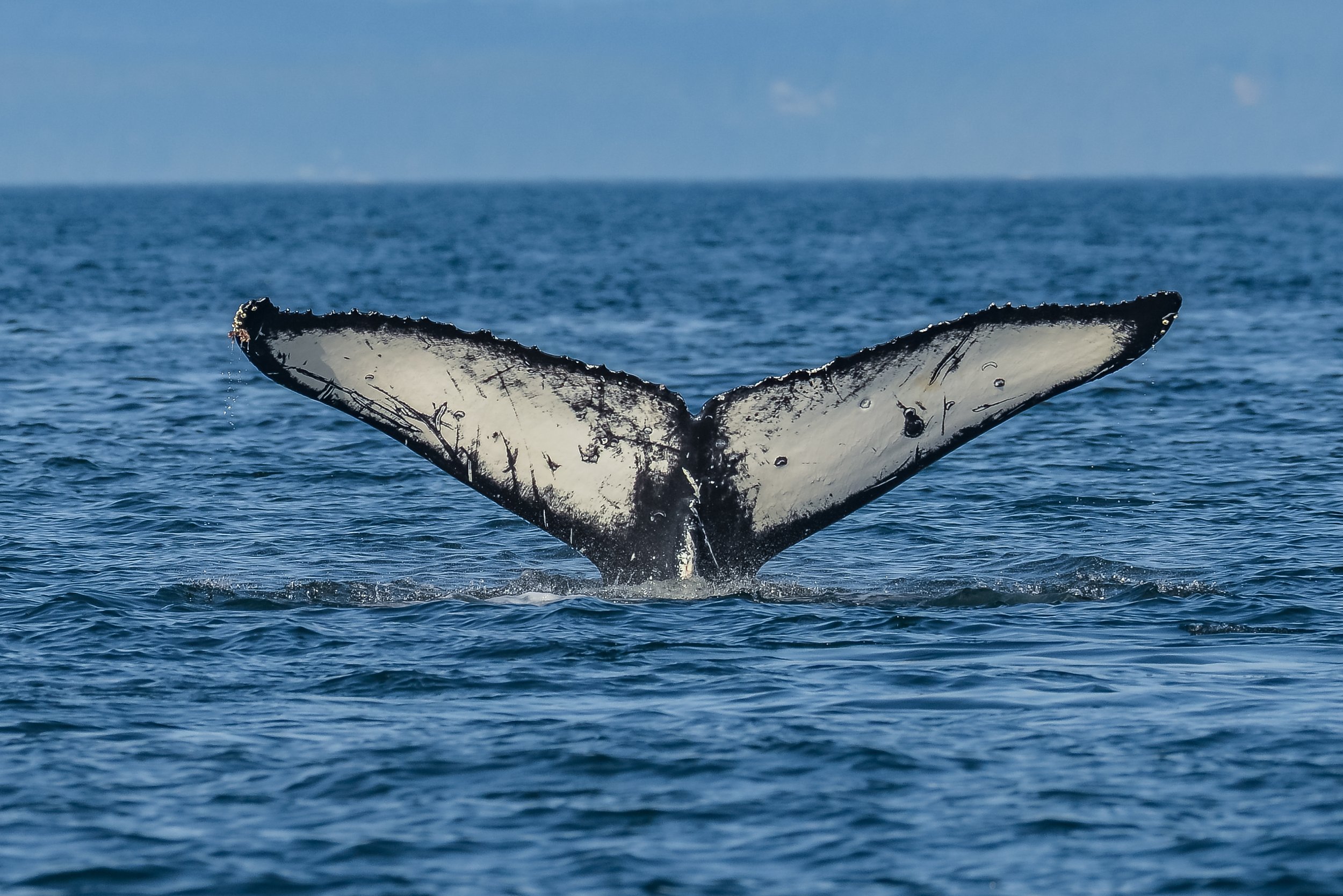 June 29, 2023, 3:30 PM - Afternoon with 3 humpback whales! 