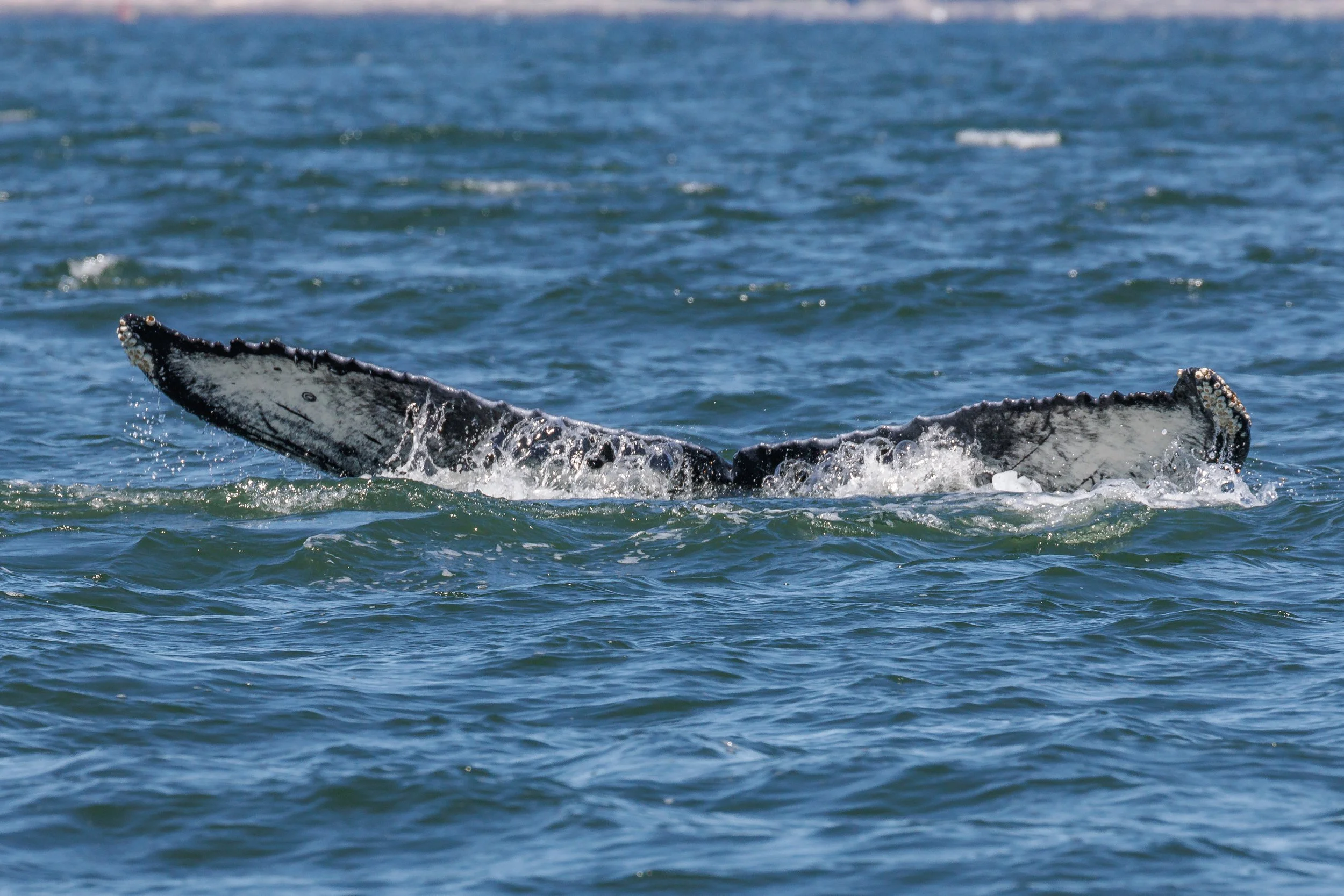 June 30, 2023 - Spending time with Graze's 2019 calf in the Strait of Georgia
