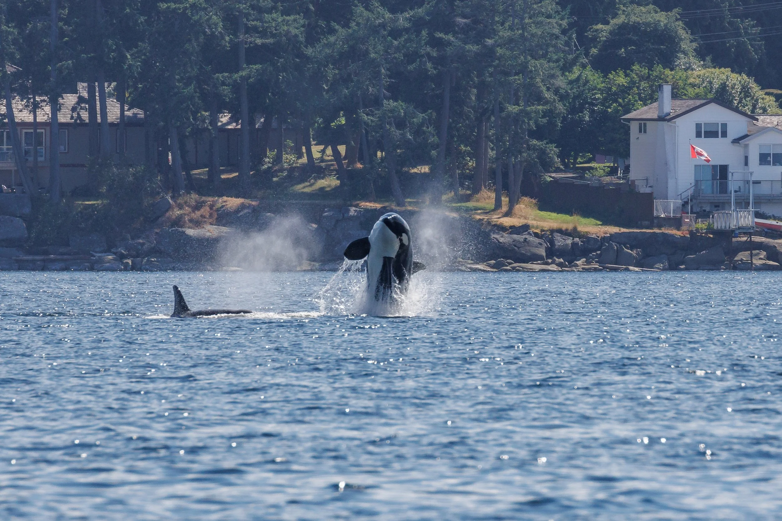 July 1, 2023, 3:30 PM - T099s, T065As and a couple sleepy Humpbacks