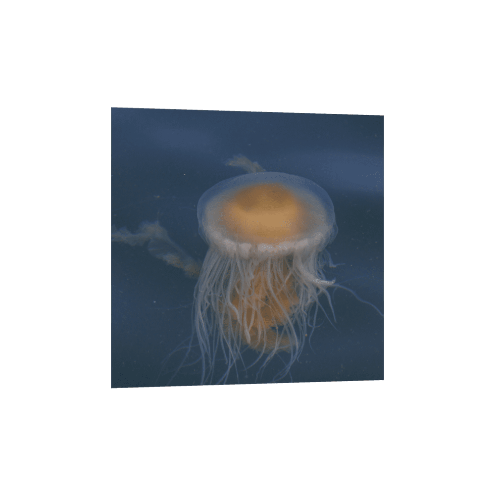 Canotta Wolford Jellyfish Taglia S – Stampa Oceano Unica – Tessuto Doppio Tulle