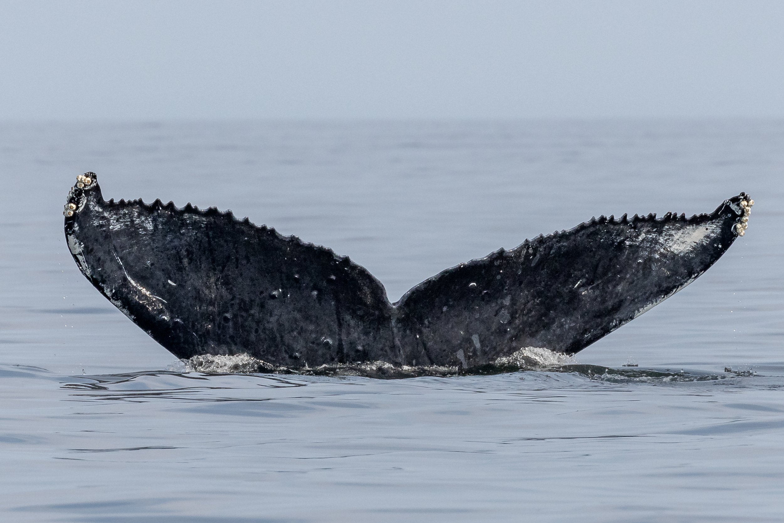 July 6, 2023 - Windy the humpback in the morning, and Mammoth in the afternoon