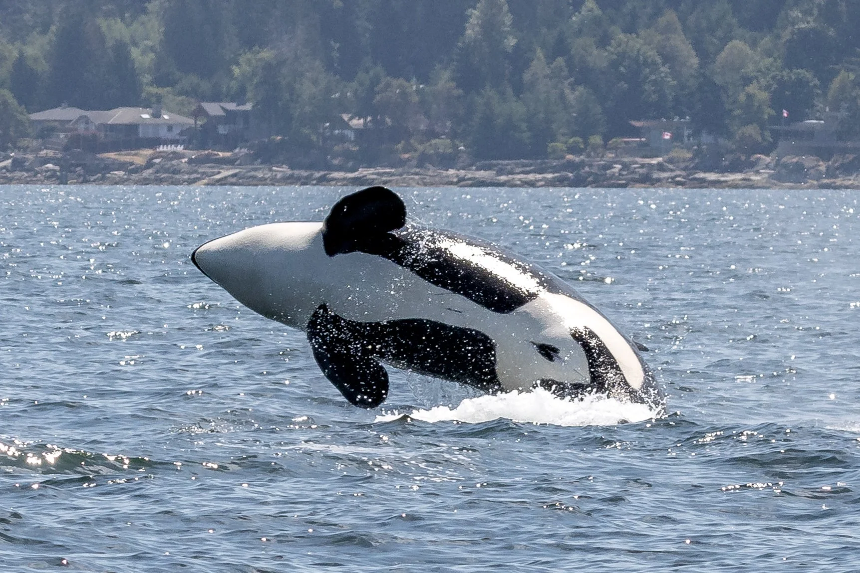 July 8, 2023, 10:30 AM - The T049As and the lone explorer T065A5 Indy