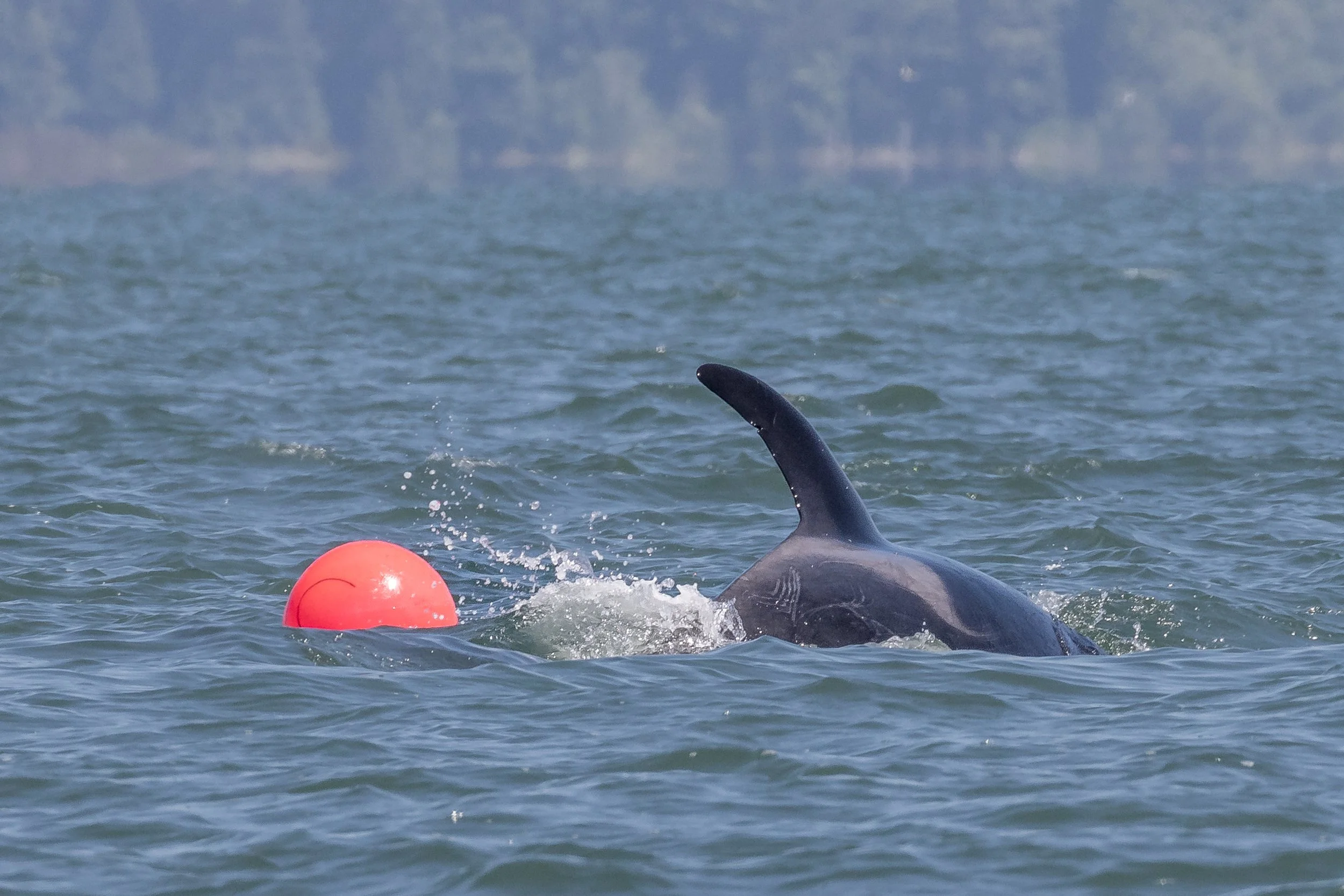 July 9, 2023, 10:30 AM - T065A5 Indy the Goofball