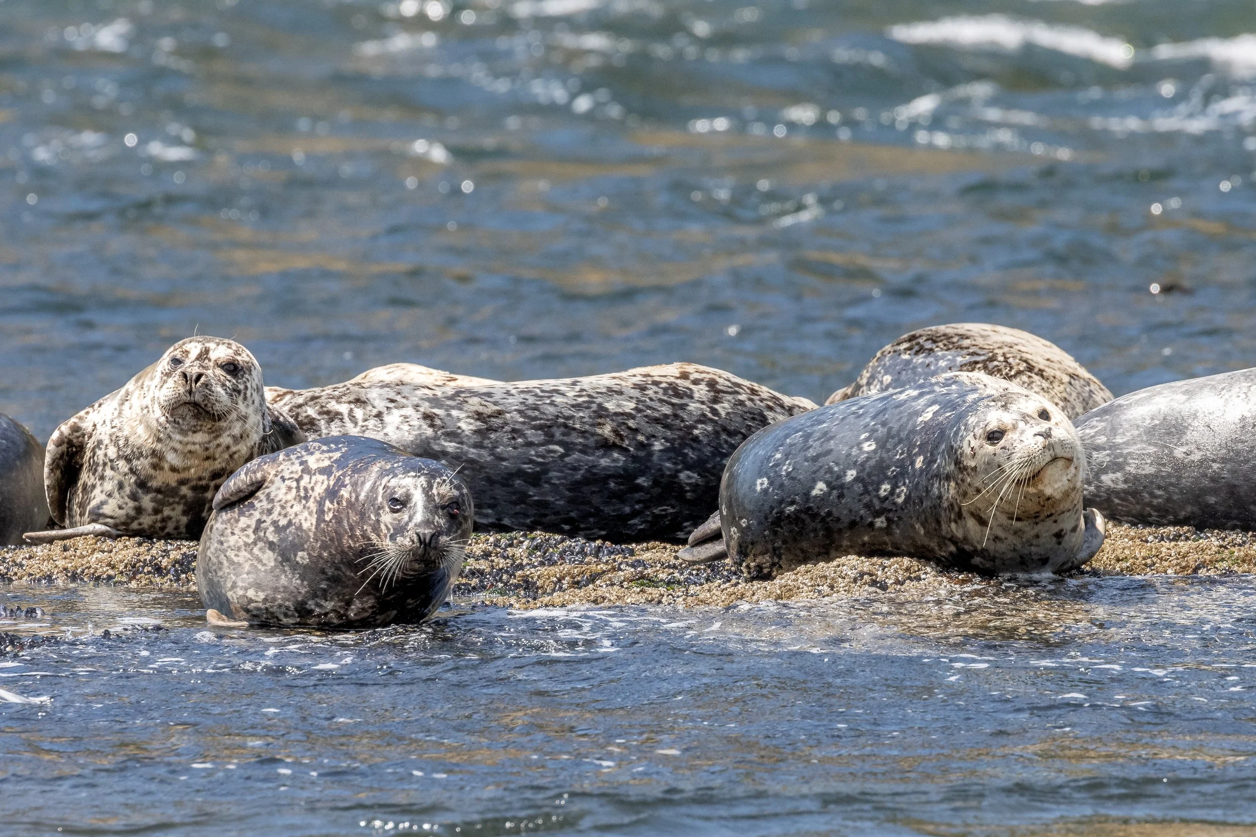 July 10, 2023, 10:30 AM - Searching the Southern Gulf Islands