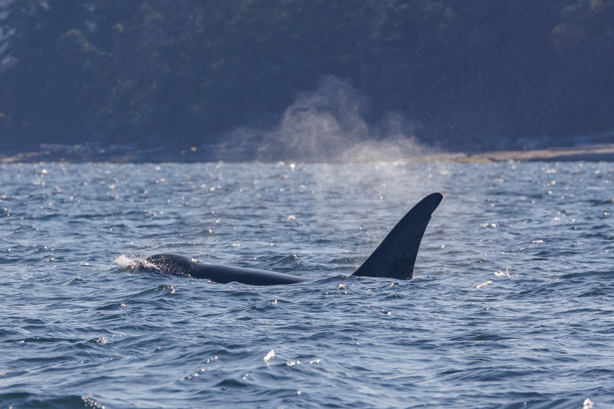 July 10, 2023, 3:30 PM - T065As and T077s right outside Nanaimo! 