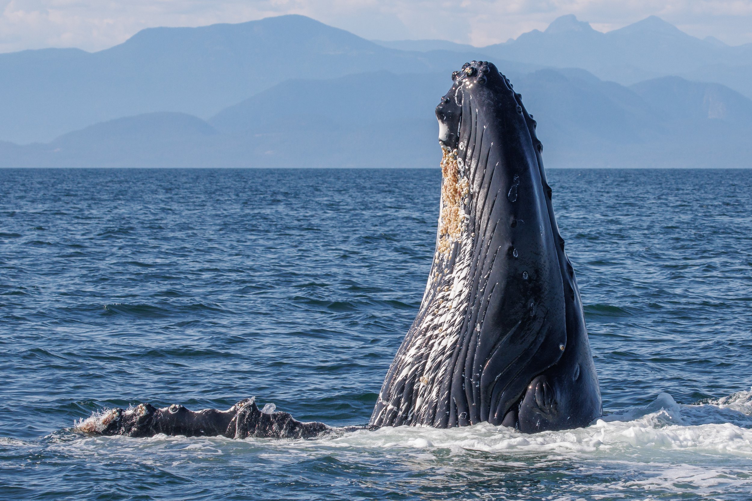 July 13, 2023, 3:30 PM - Curious Chi and Europa's very playful calf