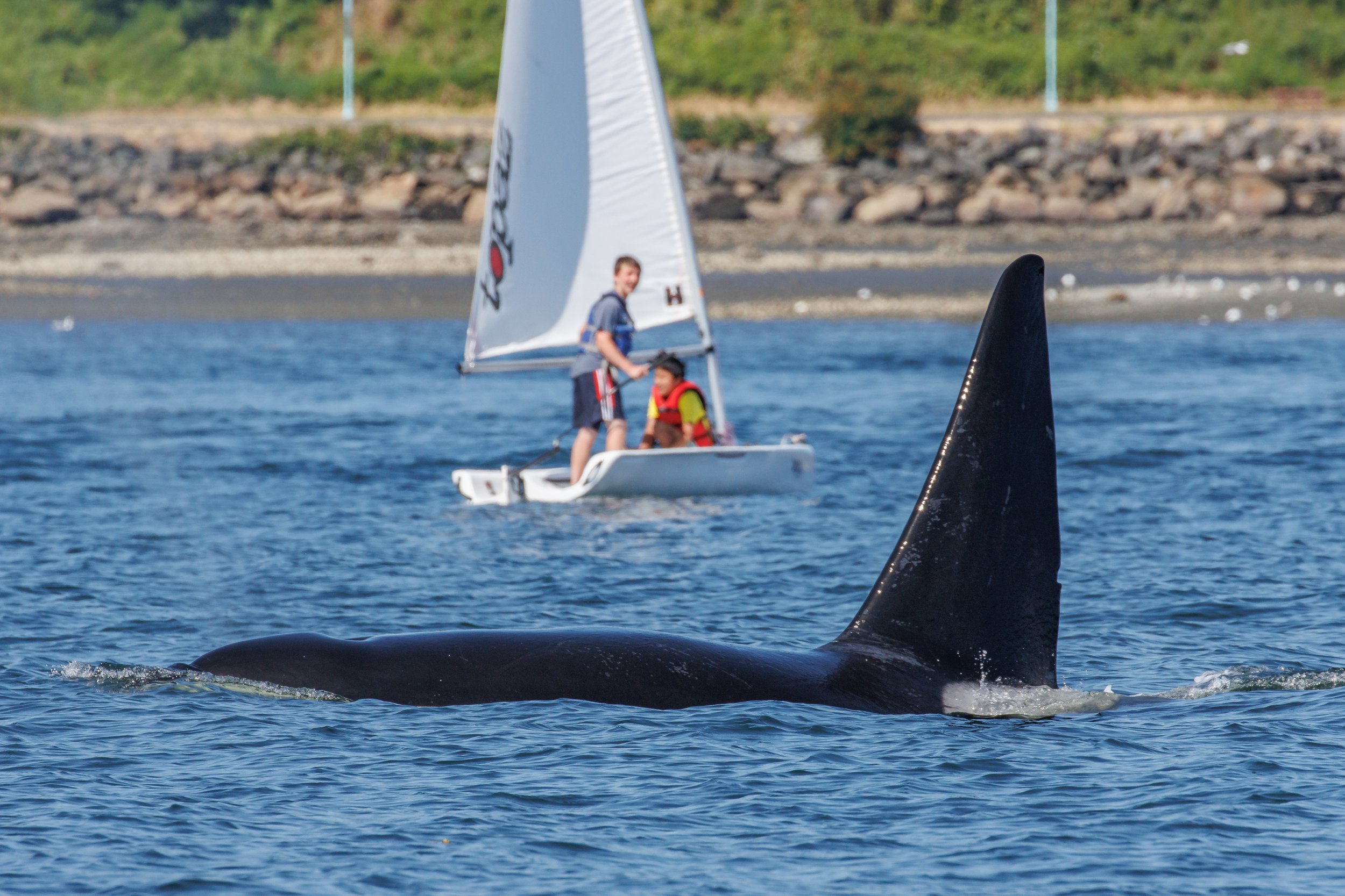 July 14, 2023, 10:30 AM - Noah-way, there's Orca in the harbour!