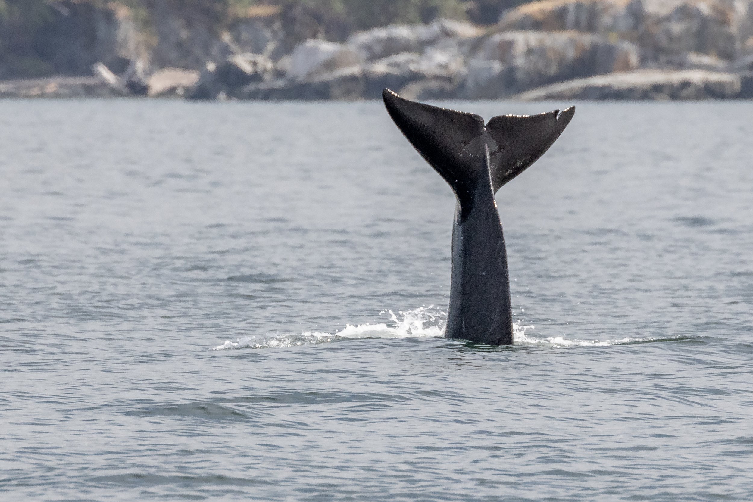 July 15, 2023, 3:30 PM - Spending time with the T037As and T065As as well as Humpback Whales