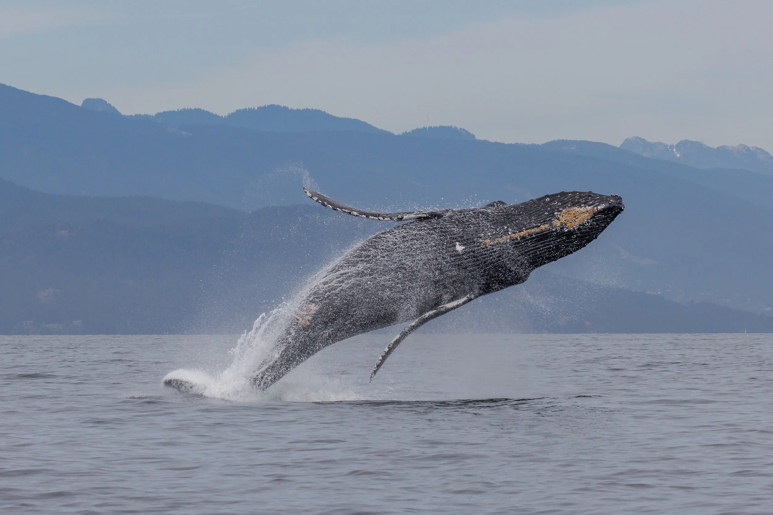 July 16, 2023, 3:30 PM - A tour to jump for joy about!