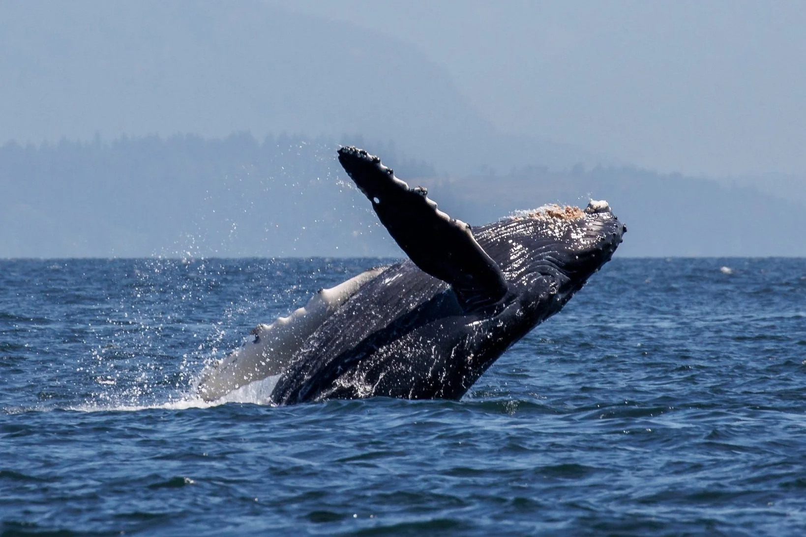 July 15, 2023, 10:30 AM - A Humpback and Orca Extravaganza 