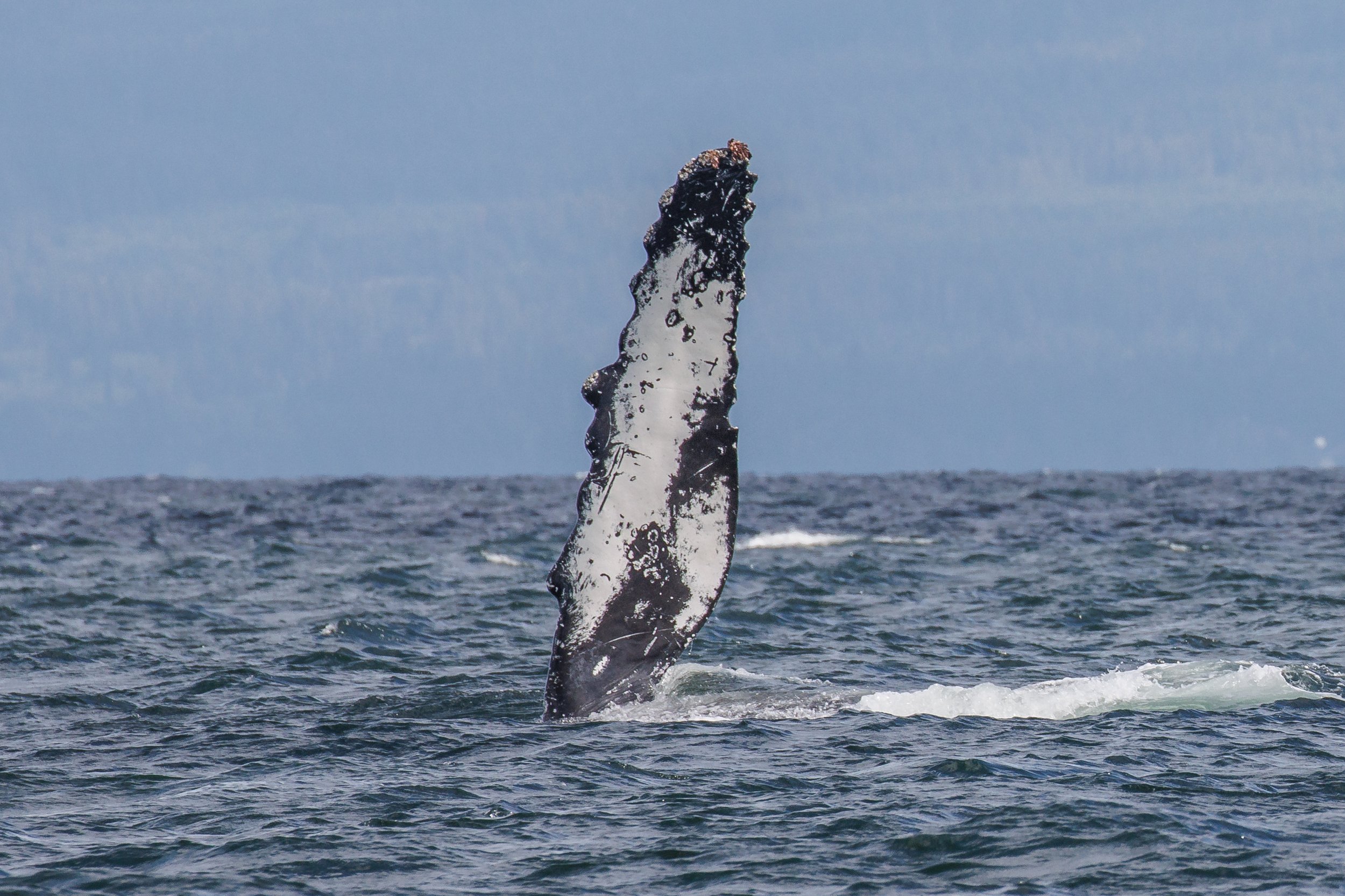 July 17, 2023 - Humpback Soup!