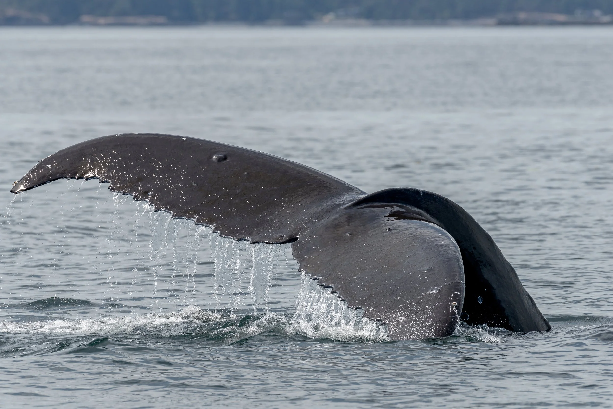 July 20, 2023, 10:30 AM - T-party off Nanoose Bay and Neowise and Harpy in the Strait