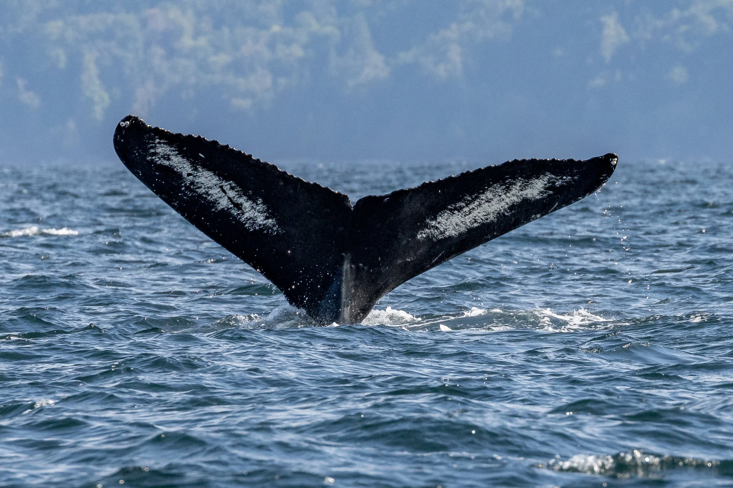 July 21, 2023 - X, Y and Z Humpbacks!