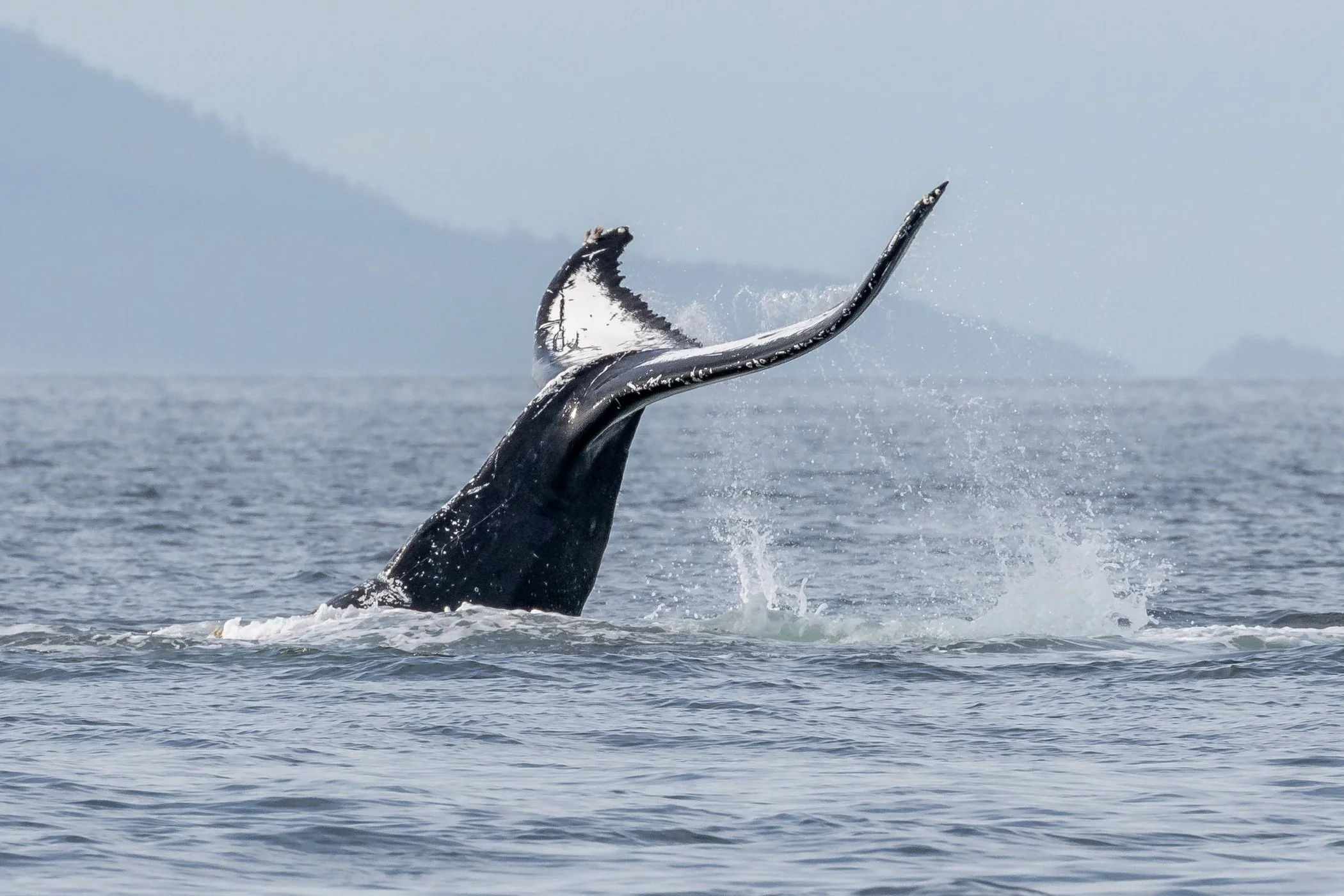 July 20, 2023, 3:30 PM - Humpback Soup with Chi, Prowler, Viking, Bullet, and more in the distance! 