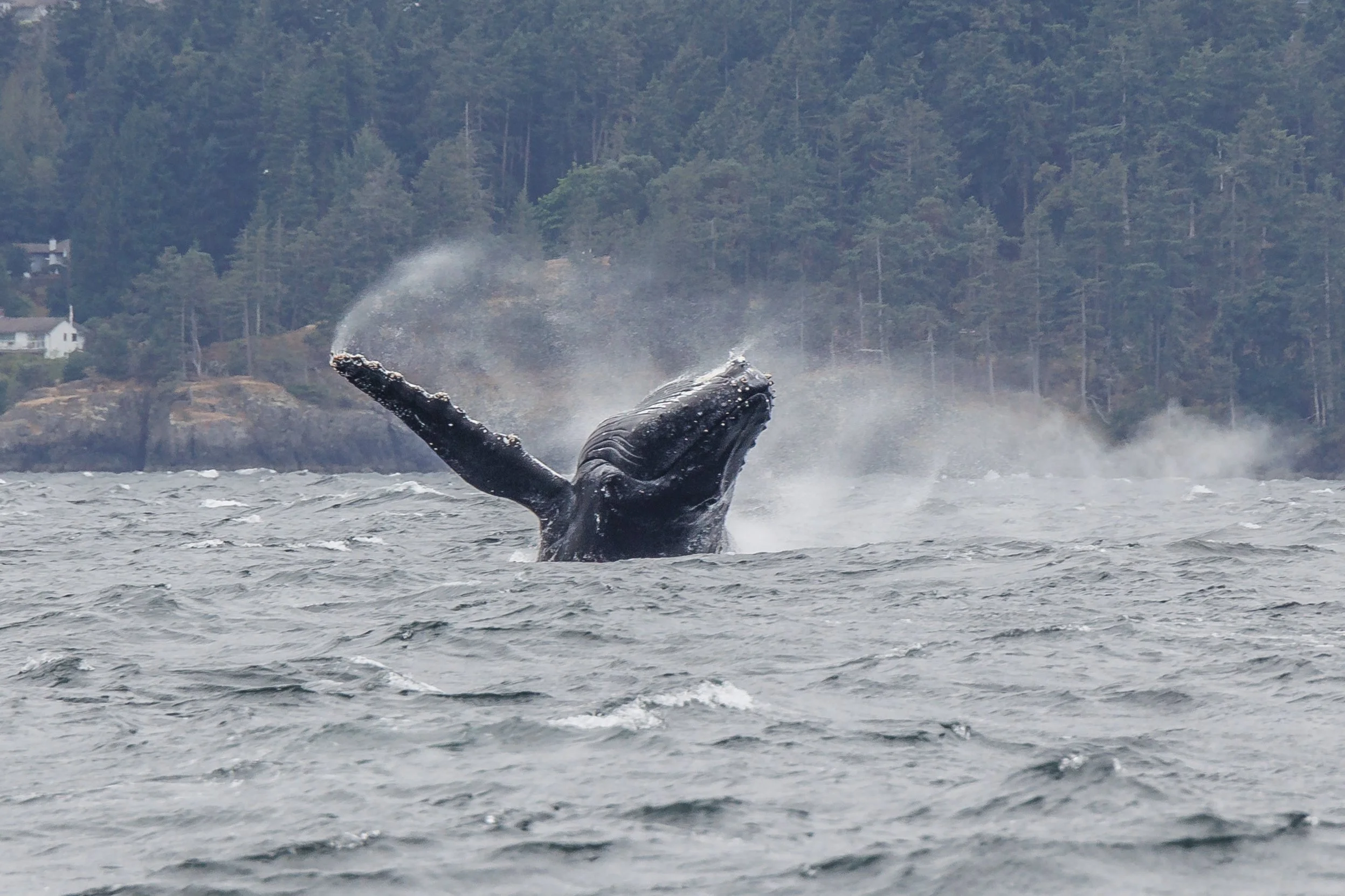 July 24, 2023 - Playing in the waves
